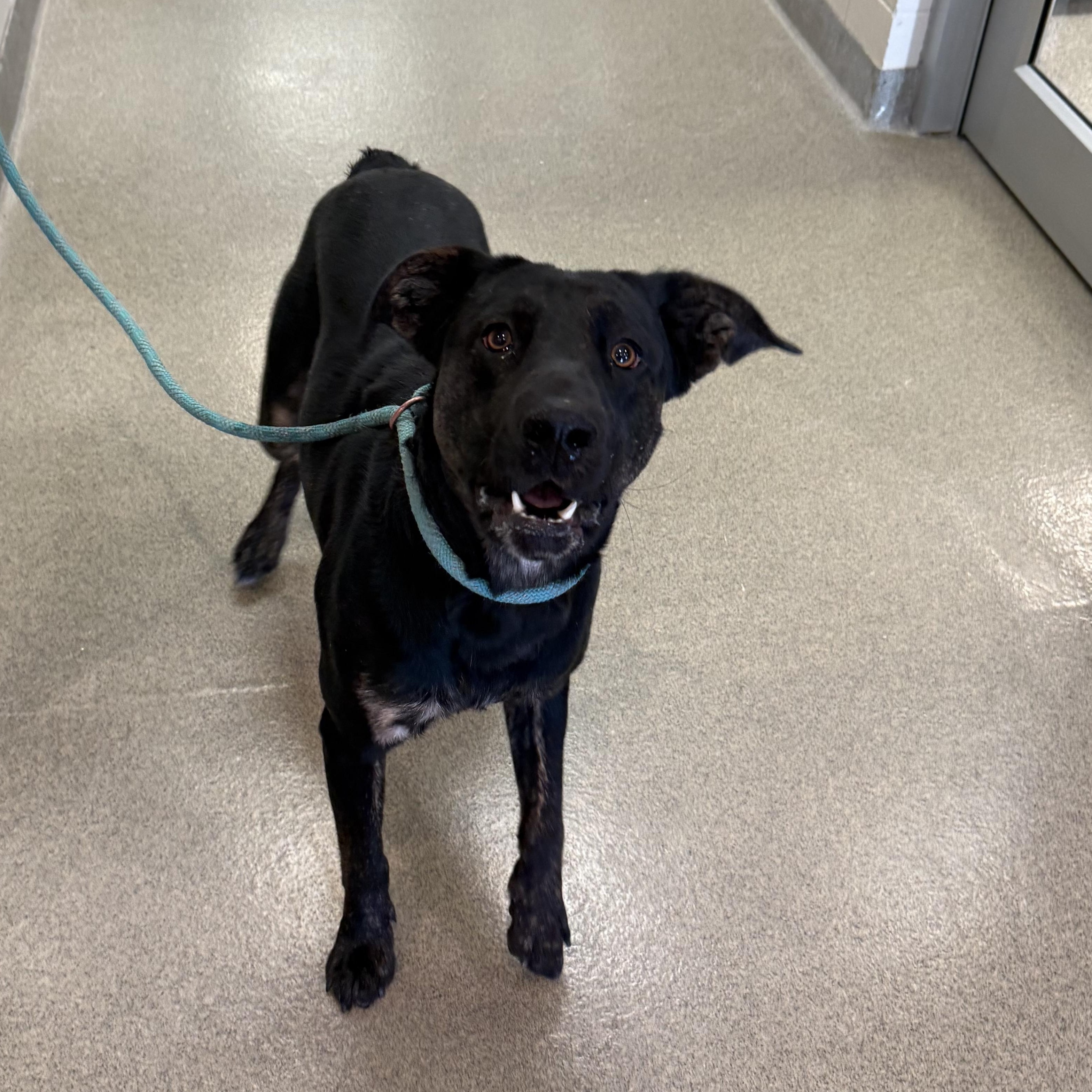 Enlarge Dio, a ADOPTABLE mixed breed in Kearney, NE image 1/2