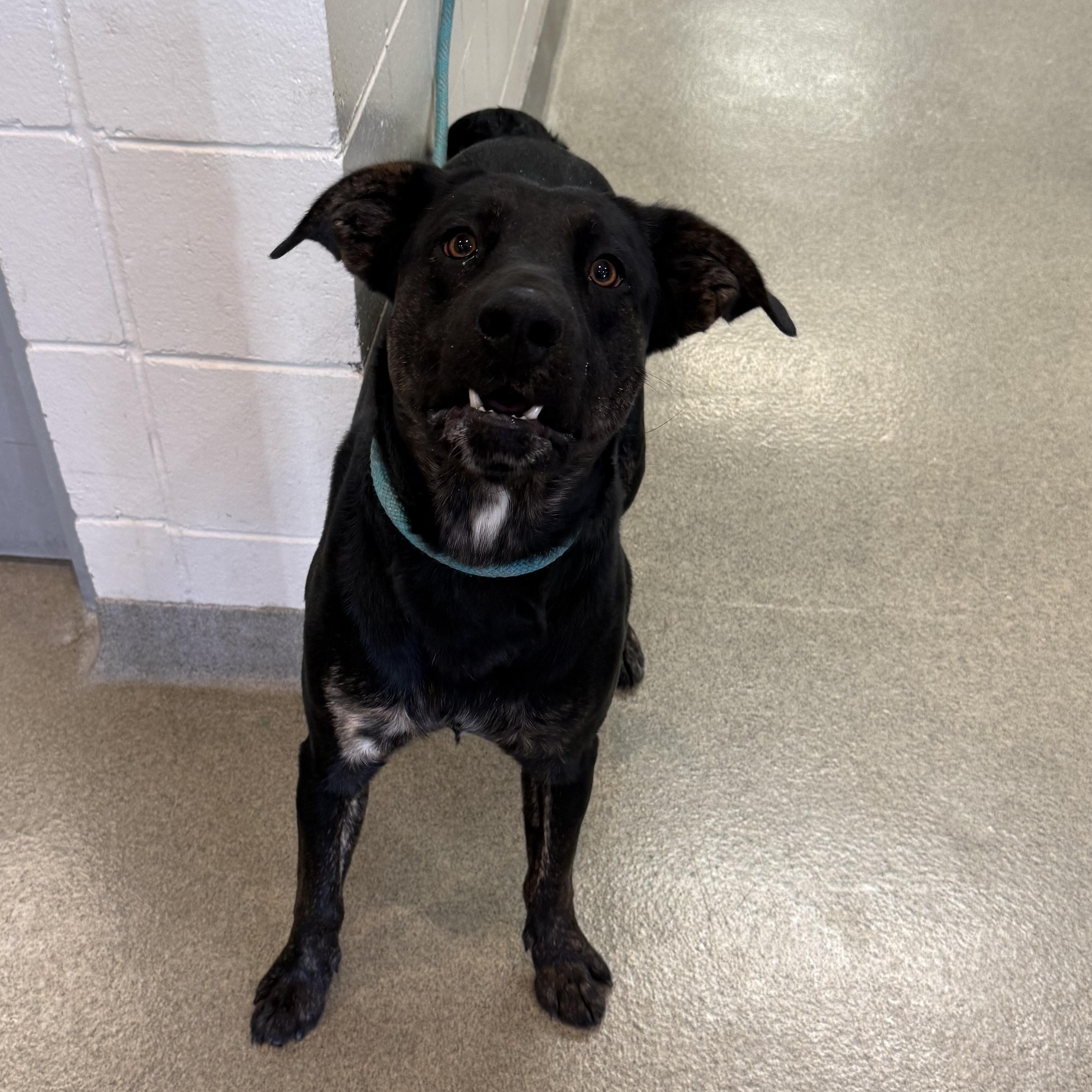 Enlarge Dio, a ADOPTABLE mixed breed in Kearney, NE image 2/2