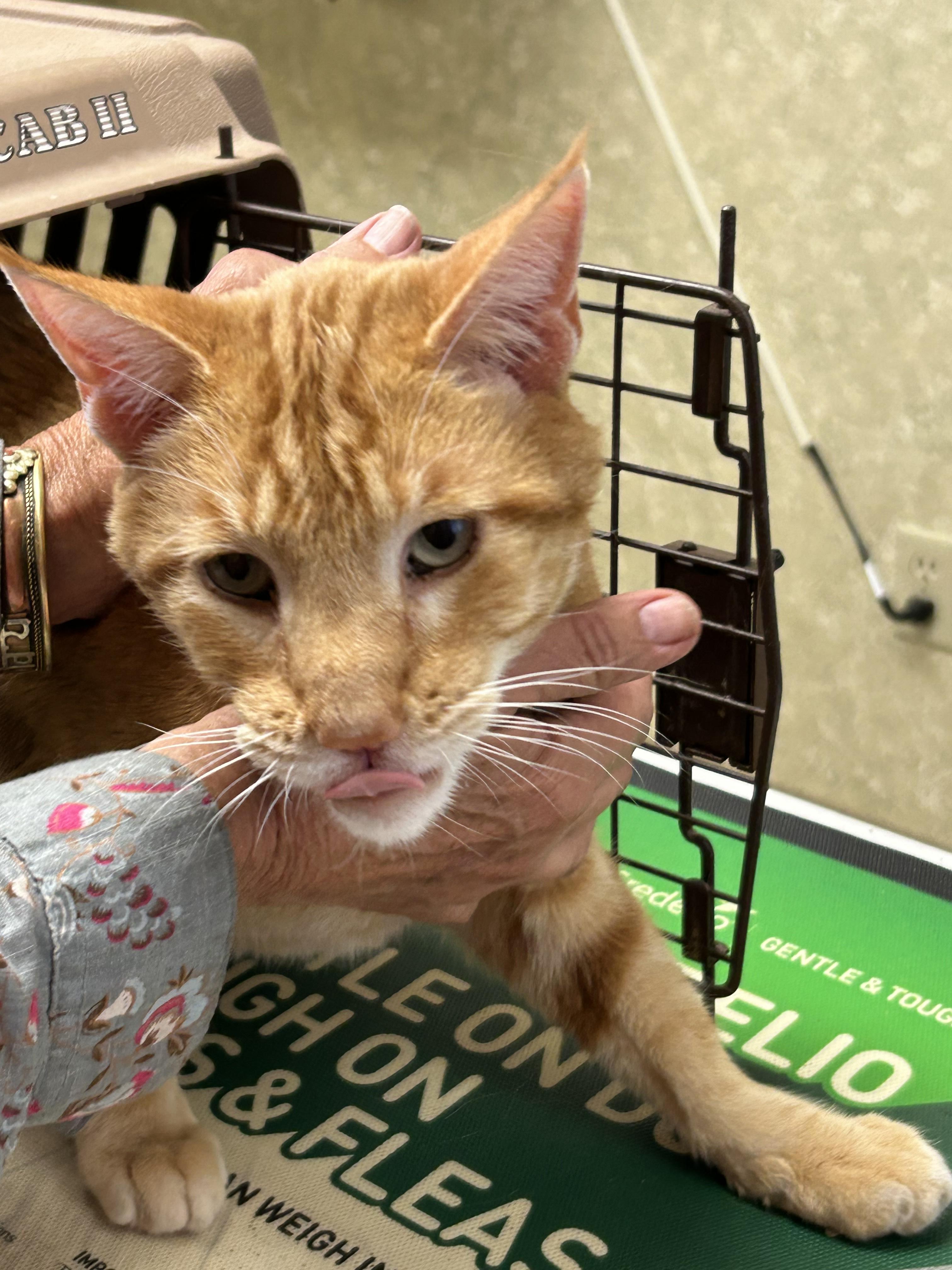 Alexander, Adoptable, Adult Male Domestic Medium Hair.