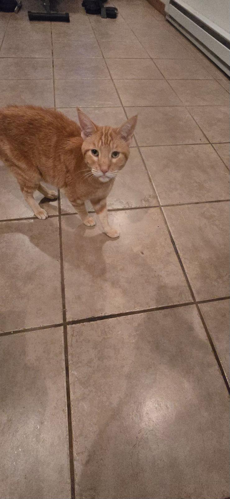 Enlarge Alexander, a Adoptable mixed breed in Hardin, MT image 4/6