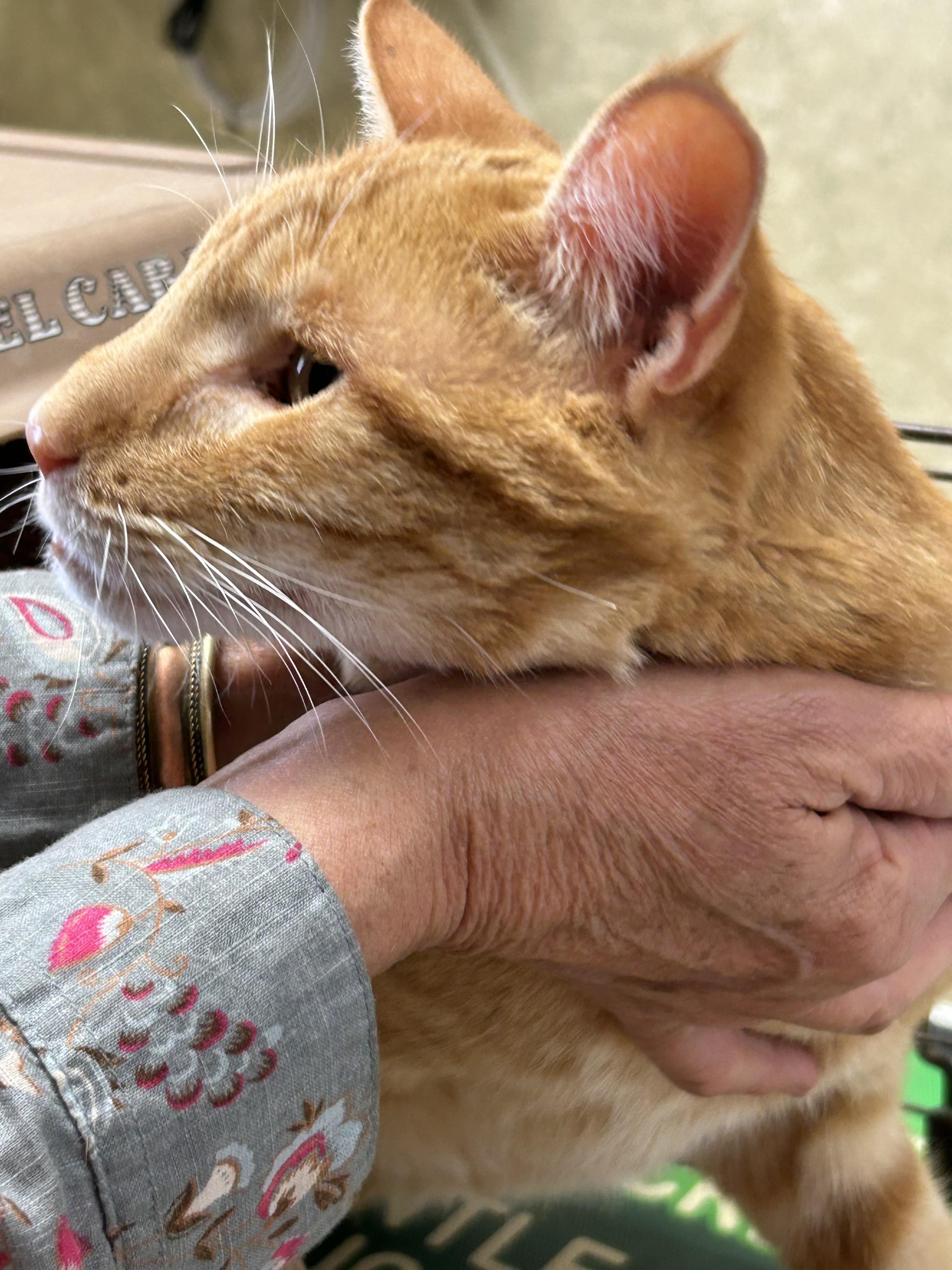 Enlarge Alexander, a Adoptable mixed breed in Hardin, MT image 5/6