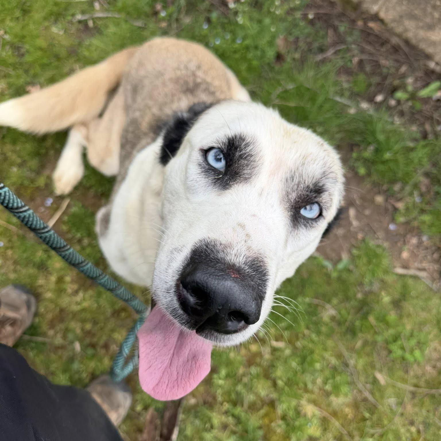 Enlarge Groot, an adopted mixed breed in Phoenixville, PA image 3/6