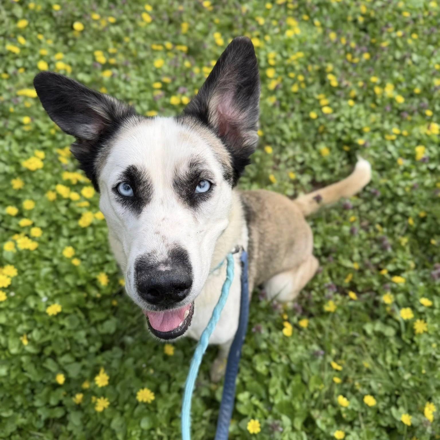 Enlarge Groot, an adopted mixed breed in Phoenixville, PA image 4/6