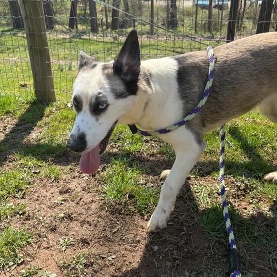 Enlarge Groot, an adopted mixed breed in Phoenixville, PA image 5/6