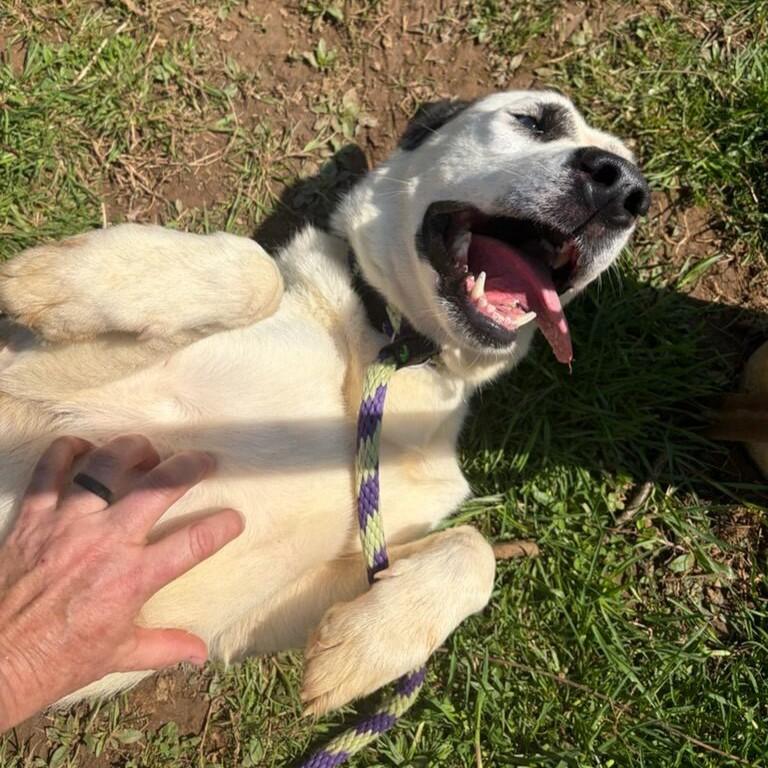 Enlarge Groot, an adopted mixed breed in Phoenixville, PA image 6/6
