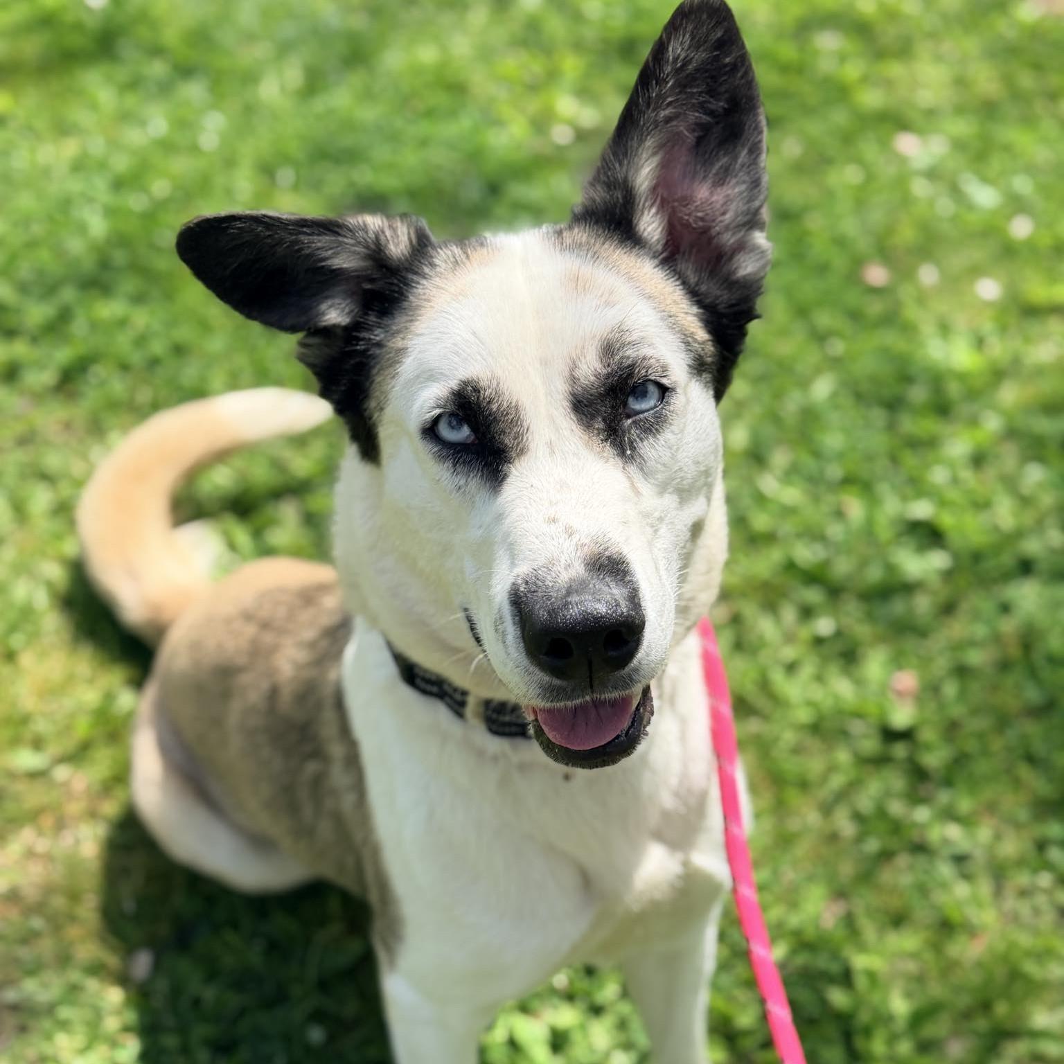 Enlarge Groot, an adopted mixed breed in Phoenixville, PA image 2/6