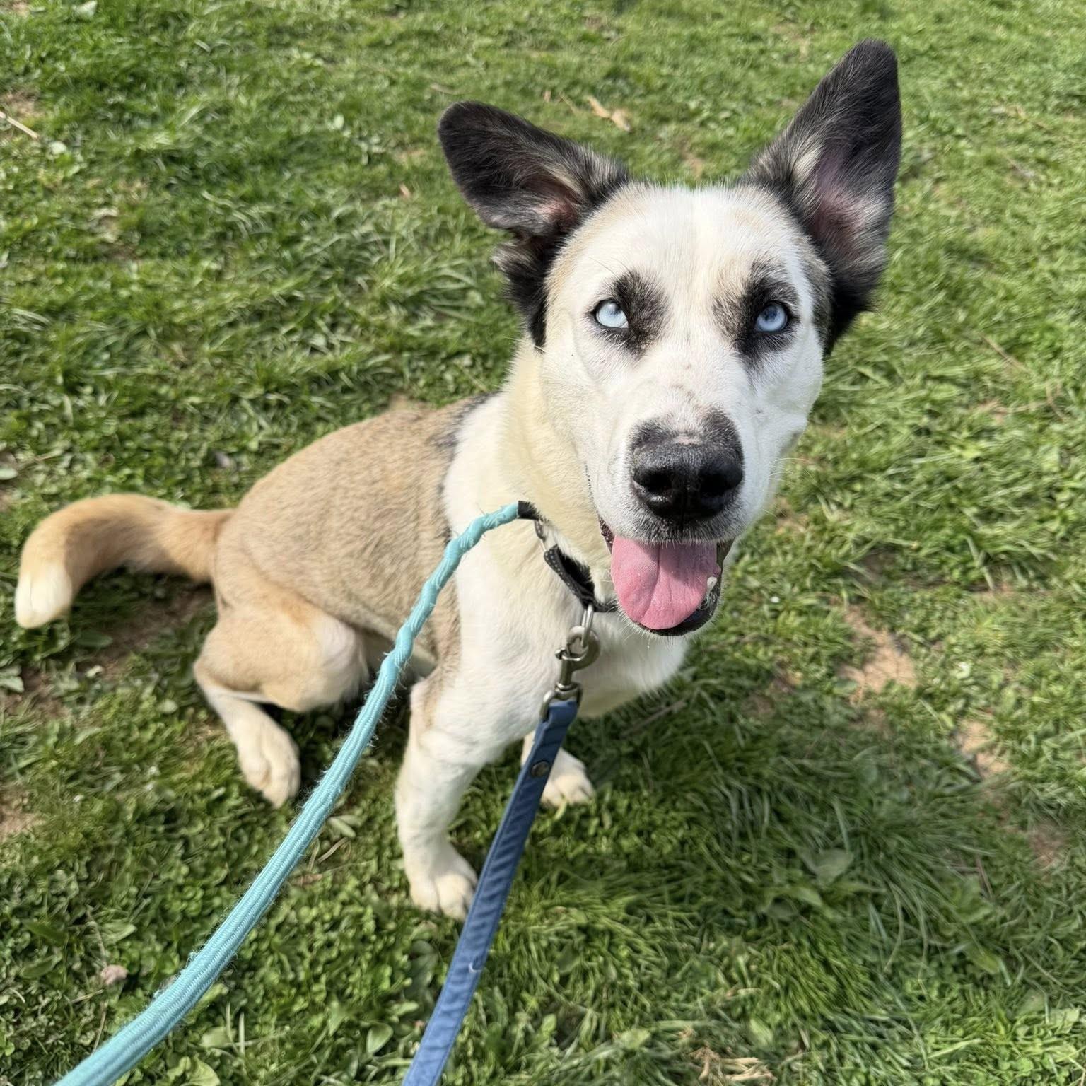 Enlarge Groot, an adopted mixed breed in Phoenixville, PA image 1/6