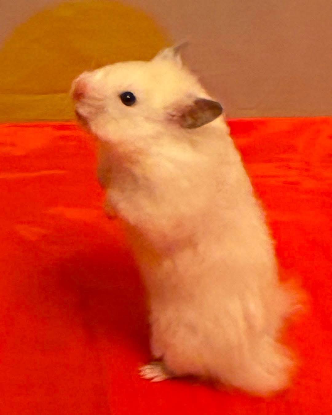 Enlarge Snow Powder, an adopted Hamster in Eugene, OR image 2/4