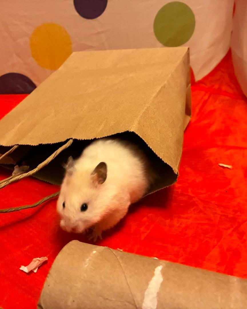 Enlarge Snow Powder, an adopted Hamster in Eugene, OR image 3/4