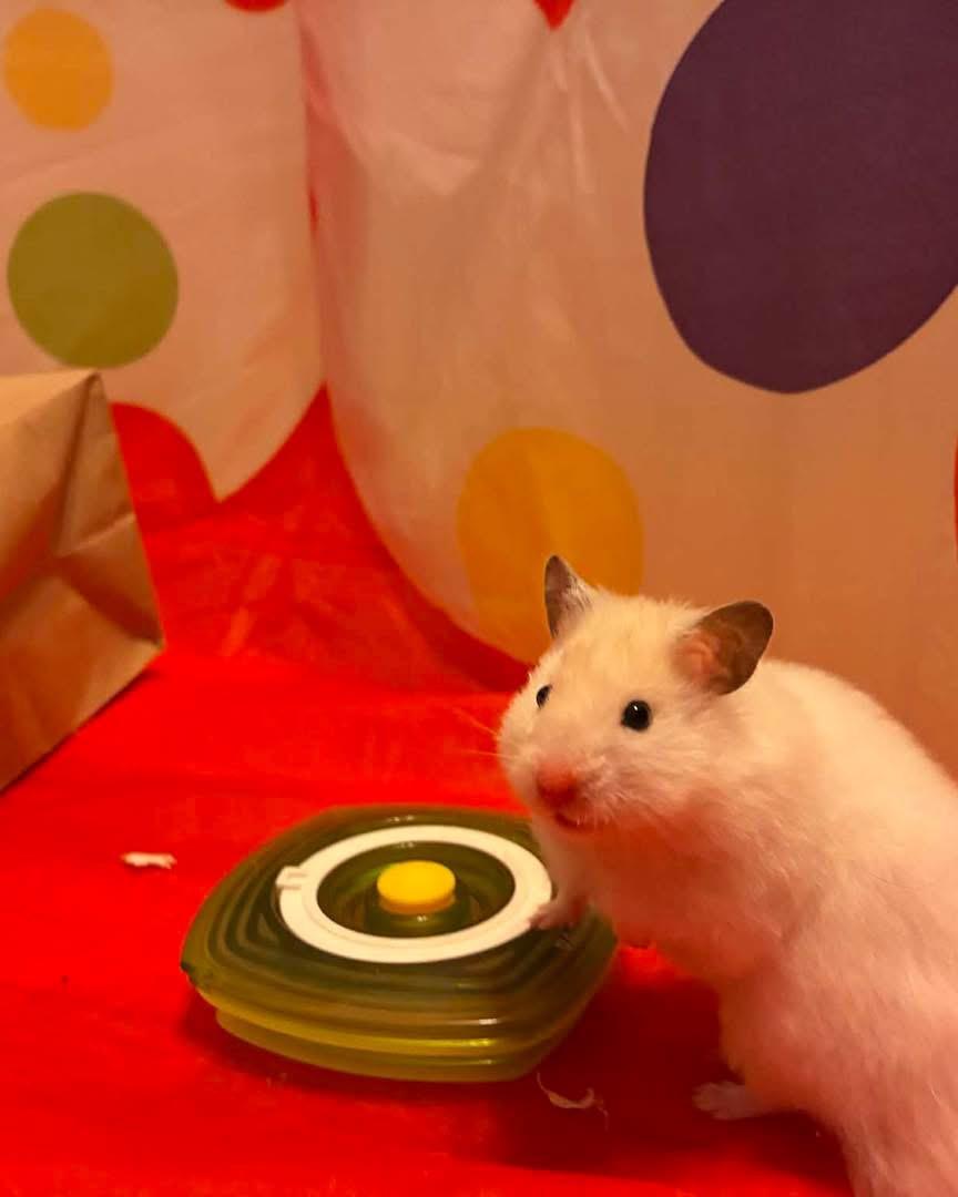 Snow Powder, adopted, Baby Female Hamster.