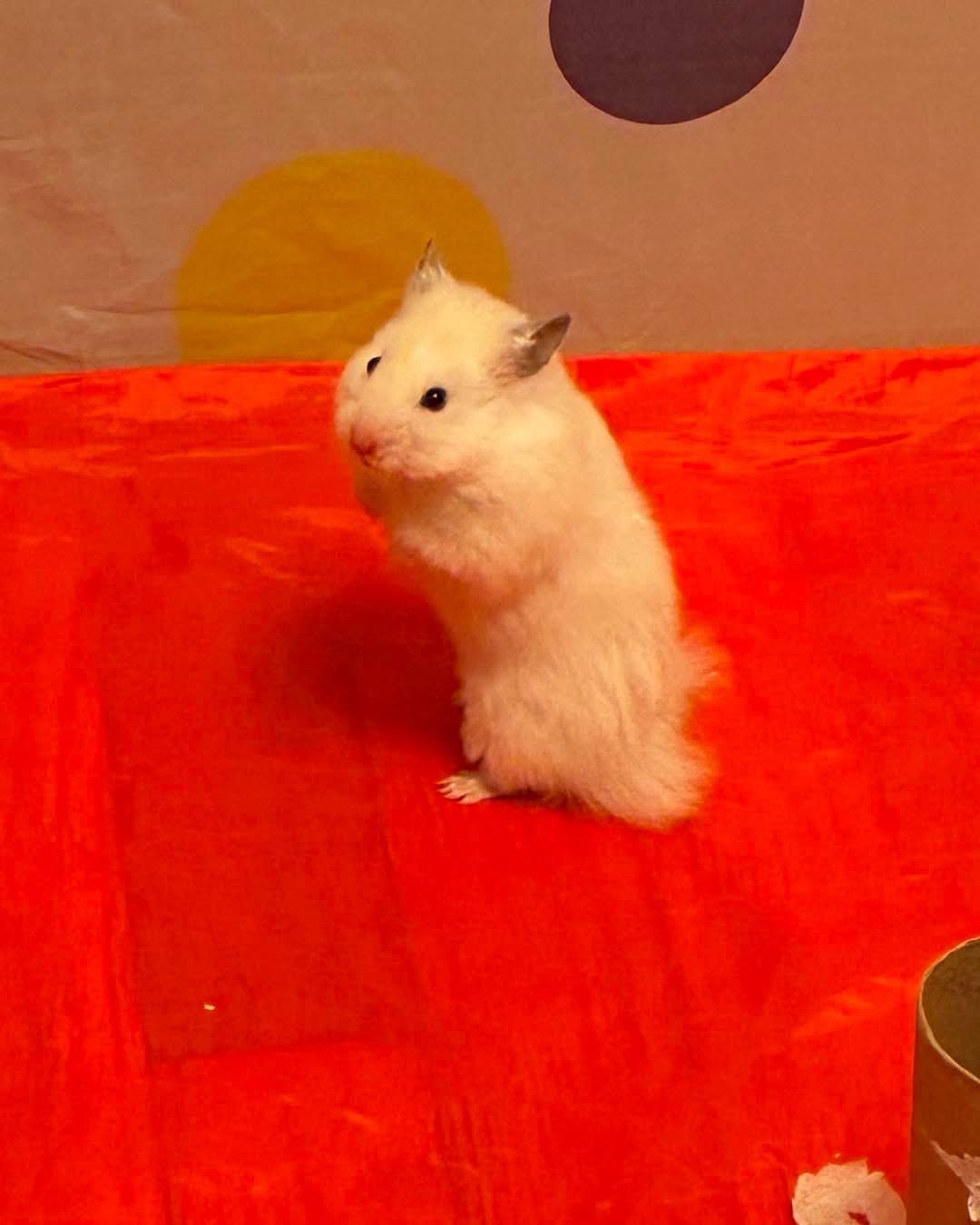 Enlarge Snow Powder, an adopted Hamster in Eugene, OR image 4/4