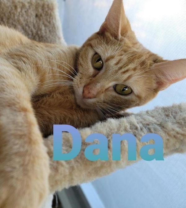 Dana, Adoptable, Young Female Domestic Short Hair.