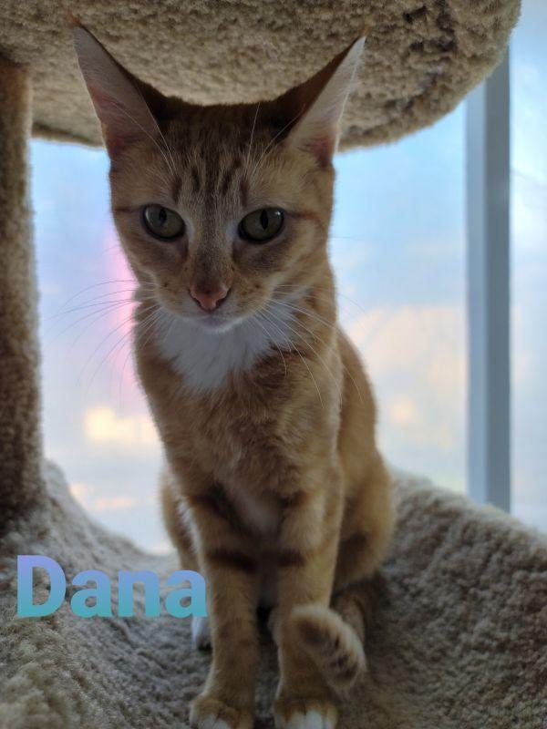Dana, Adoptable, Young Female Domestic Short Hair.
