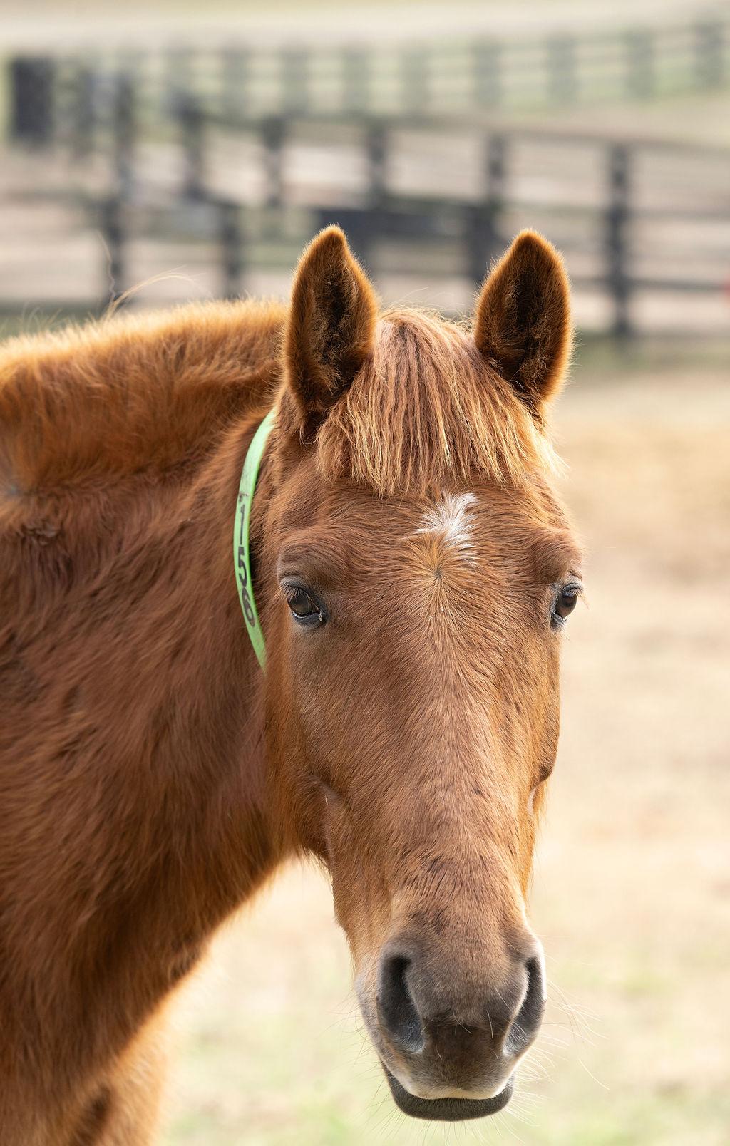 Enlarge Bentley, a ADOPTABLE Tennessee Walker in Aiken, SC image 1/3