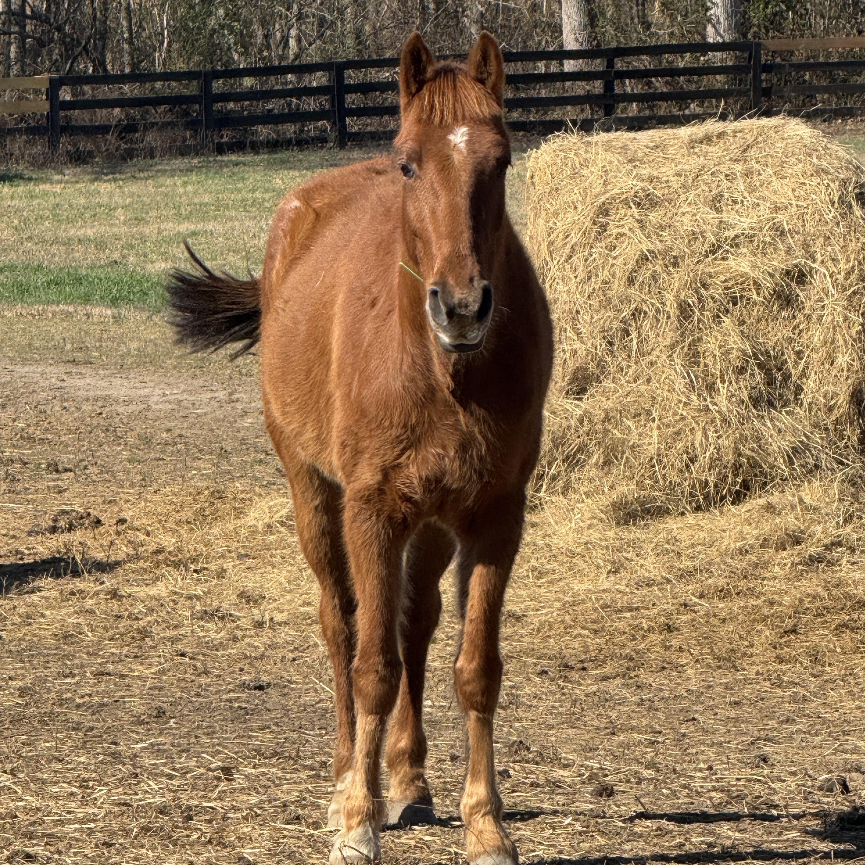 Enlarge Bentley, a ADOPTABLE Tennessee Walker in Aiken, SC image 3/3