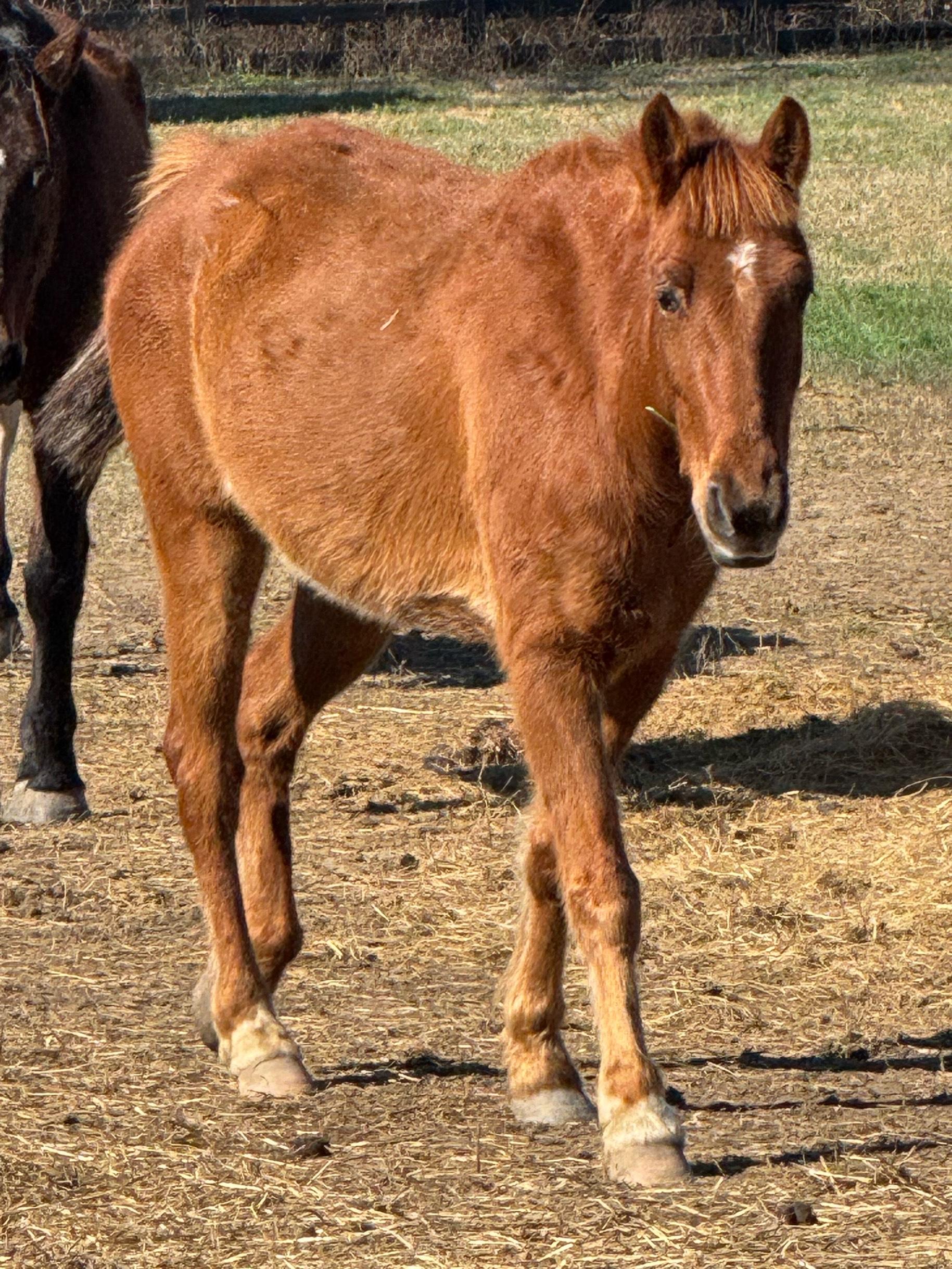 Enlarge Bentley, a ADOPTABLE Tennessee Walker in Aiken, SC image 2/3