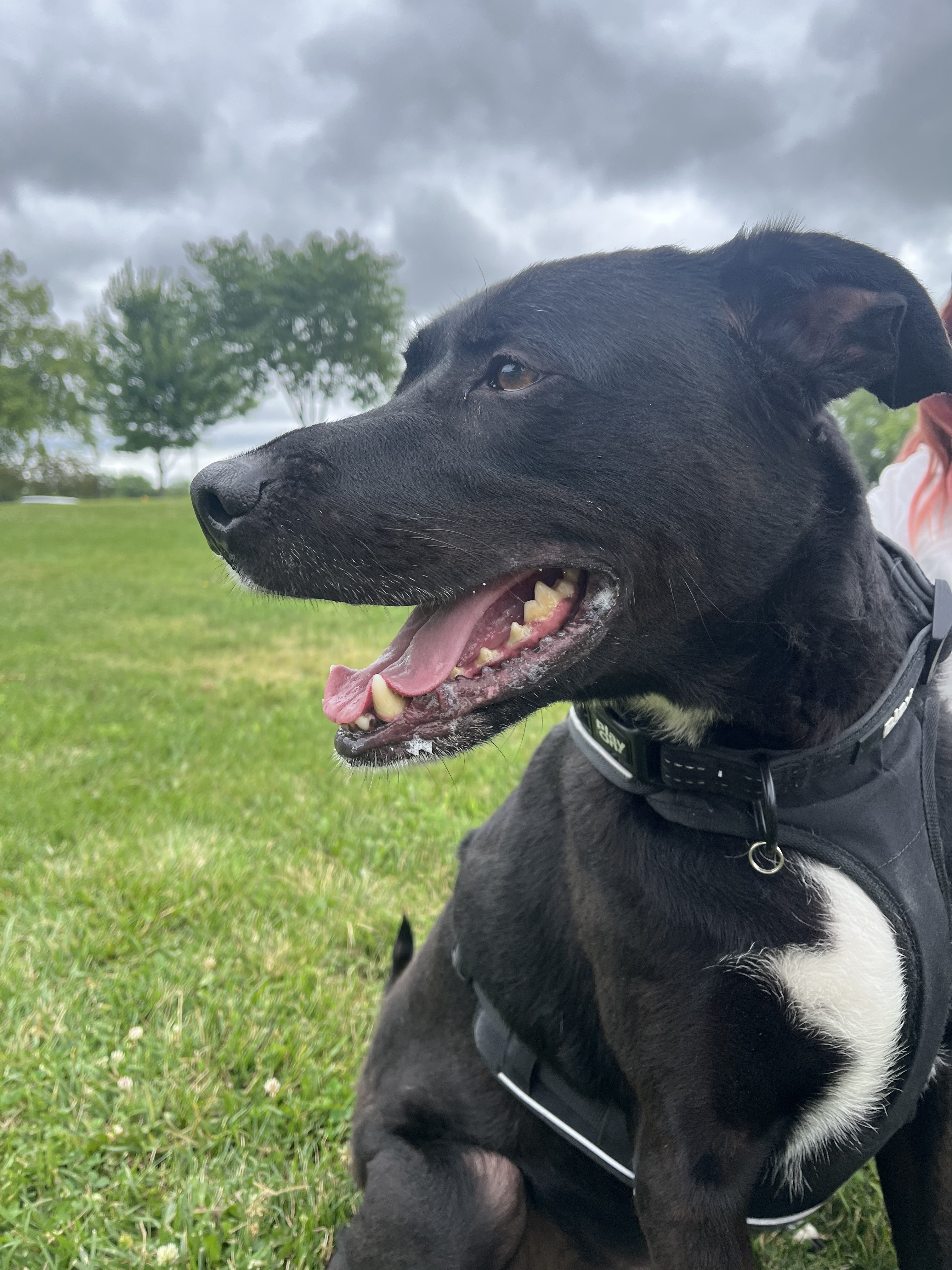 Otto, a Adoptable mixed breed in Valparaiso, IN image 2/6
