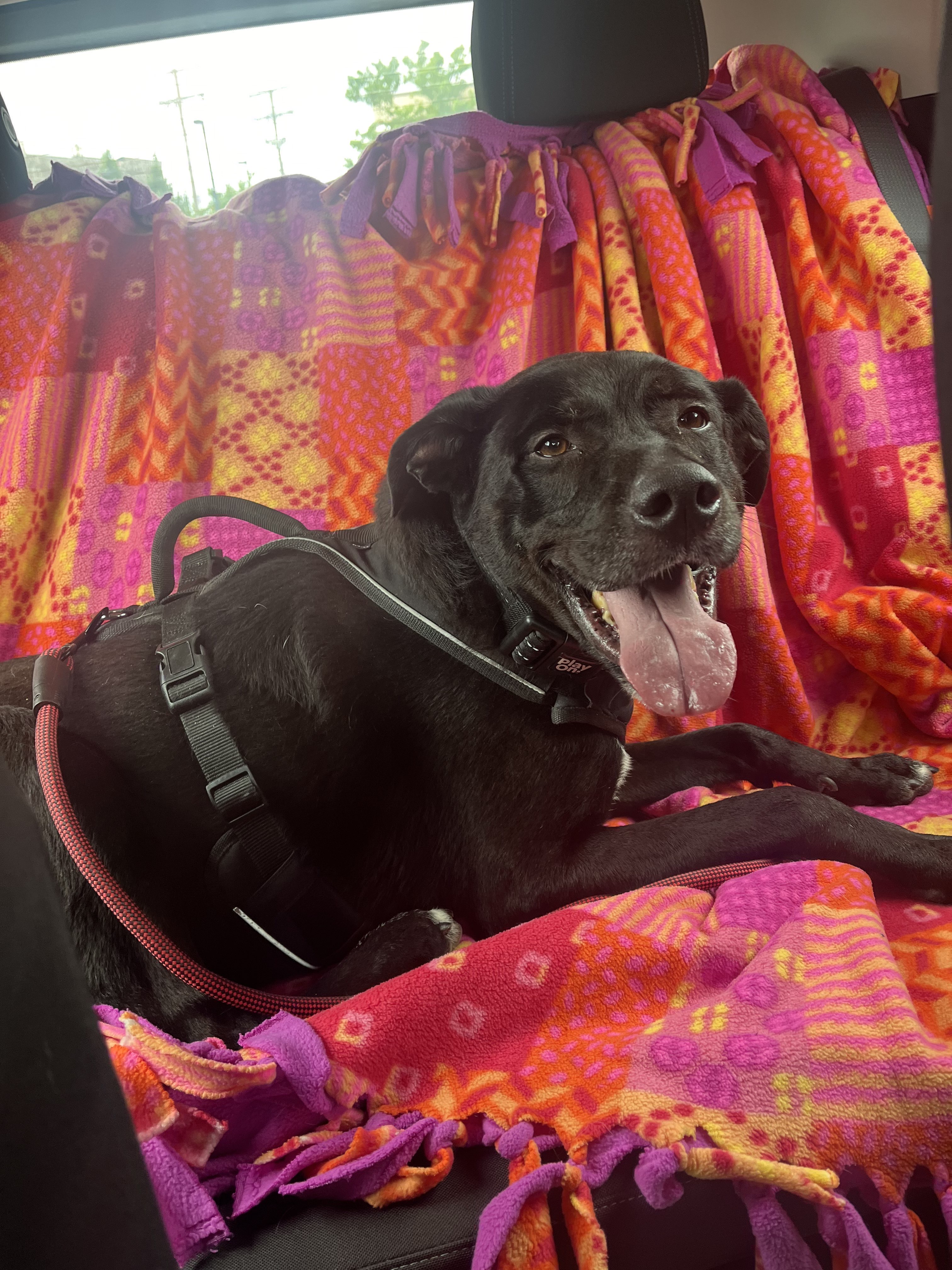 Otto, a Adoptable mixed breed in Valparaiso, IN image 4/6