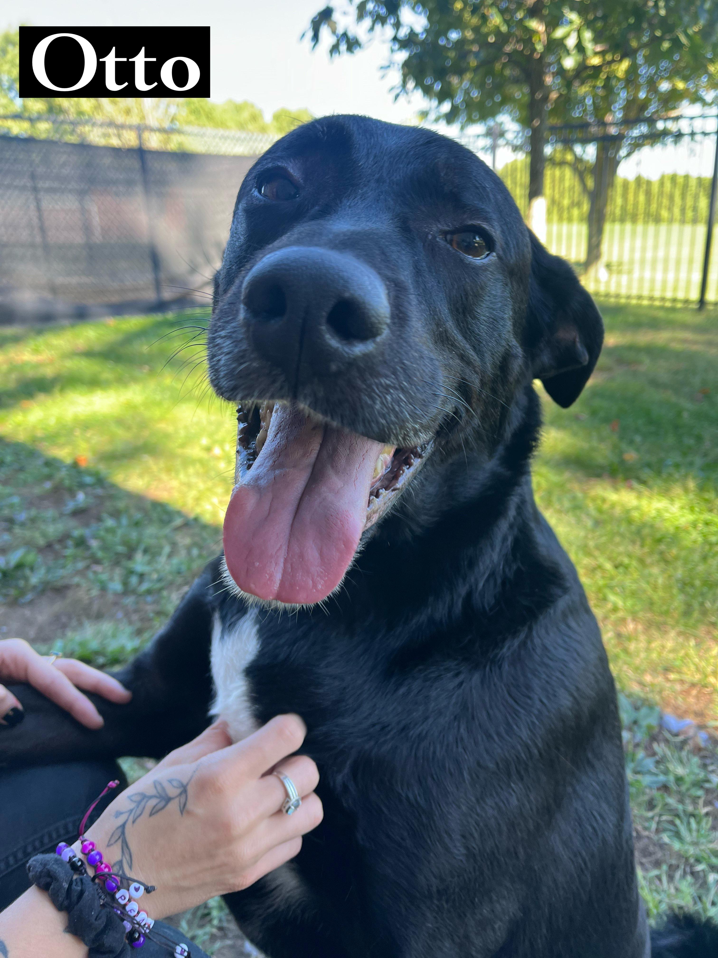 Otto, a Adoptable mixed breed in Valparaiso, IN image 1/6