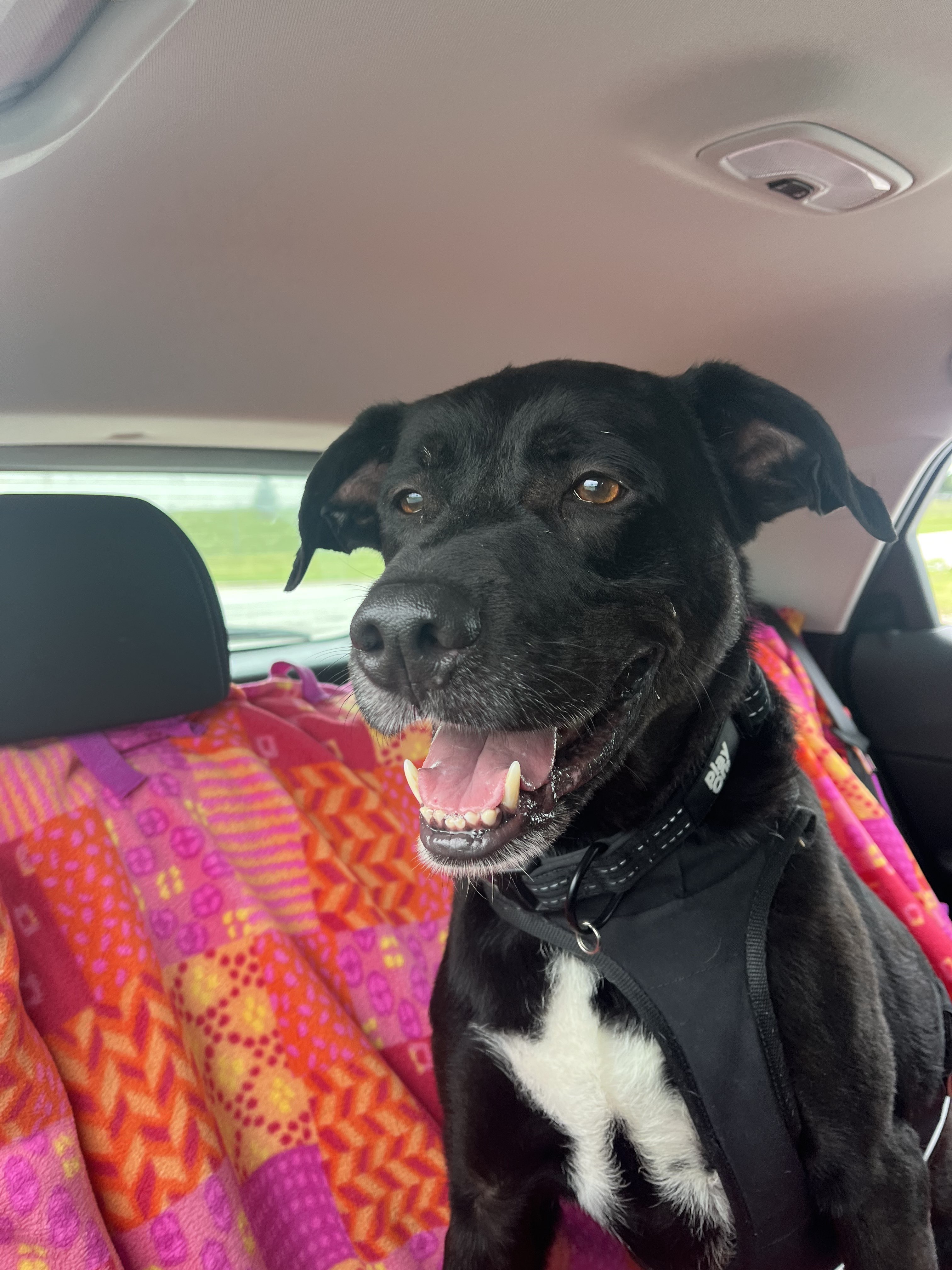 Otto, a Adoptable mixed breed in Valparaiso, IN image 6/6