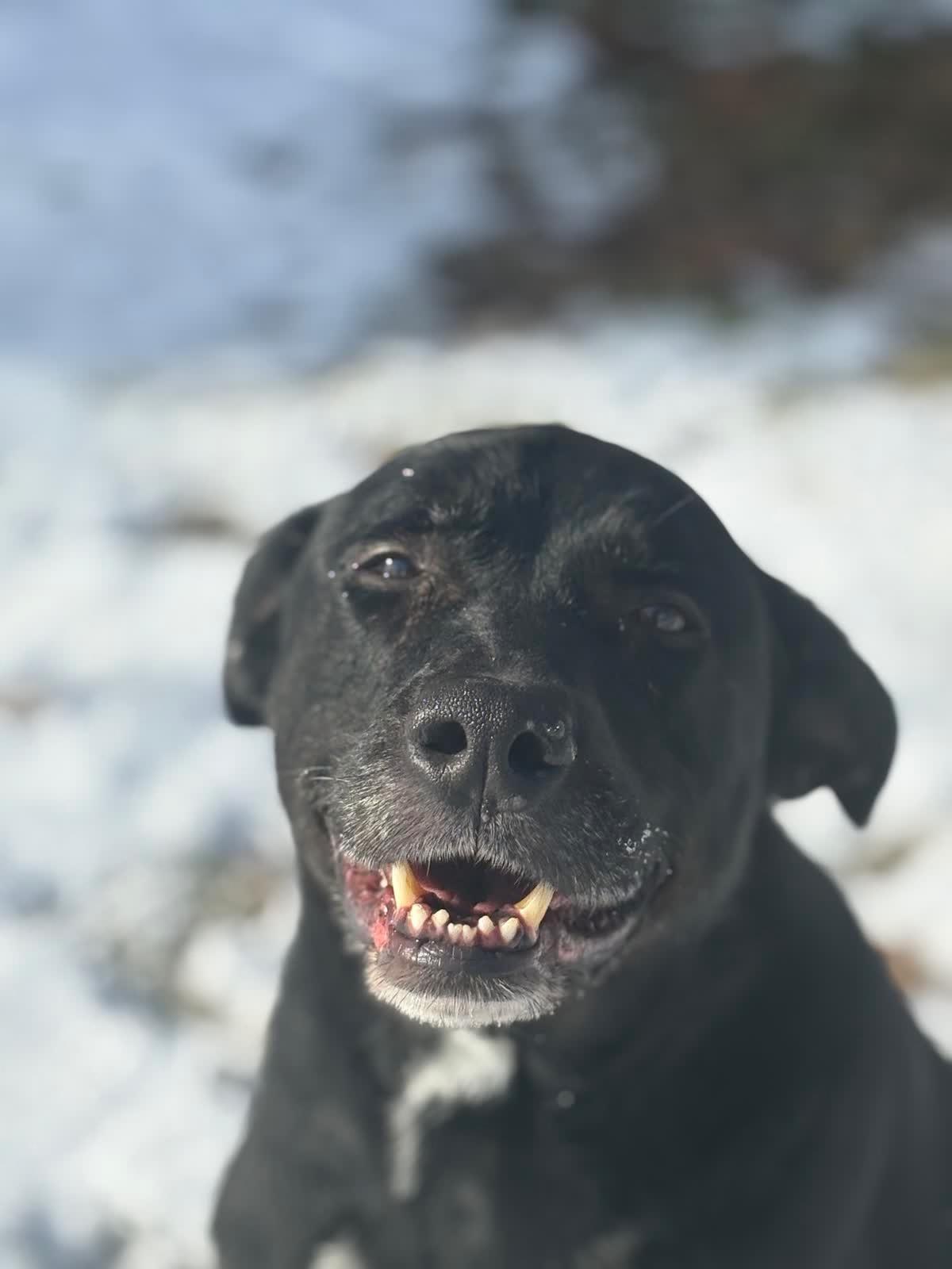 Otto, Adoptable, Senior Male Black Labrador Retriever.