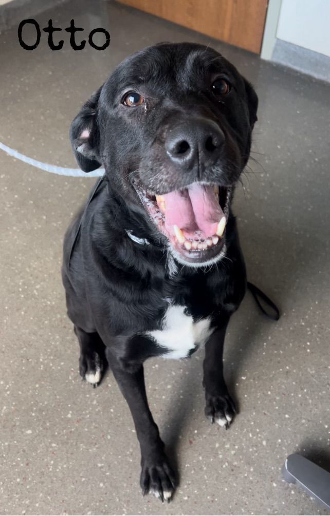 Otto, a Adoptable mixed breed in Valparaiso, IN image 3/6