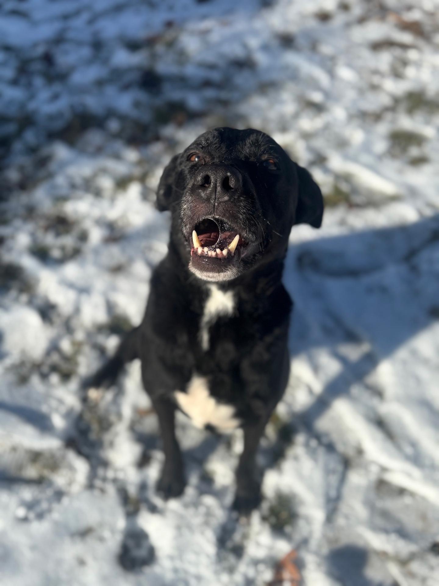 Enlarge Otto, a Adoptable mixed breed in Valparaiso, IN image 2/6