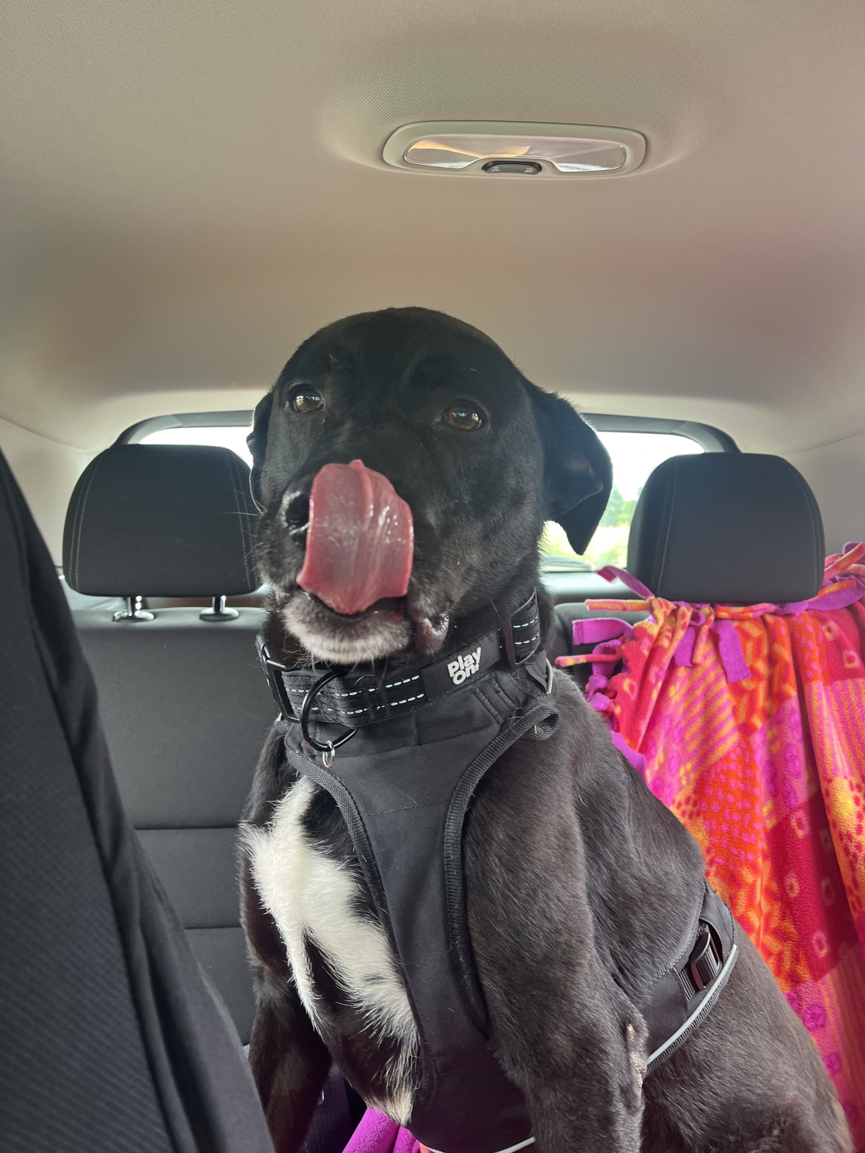 Otto, a Adoptable mixed breed in Valparaiso, IN image 5/6