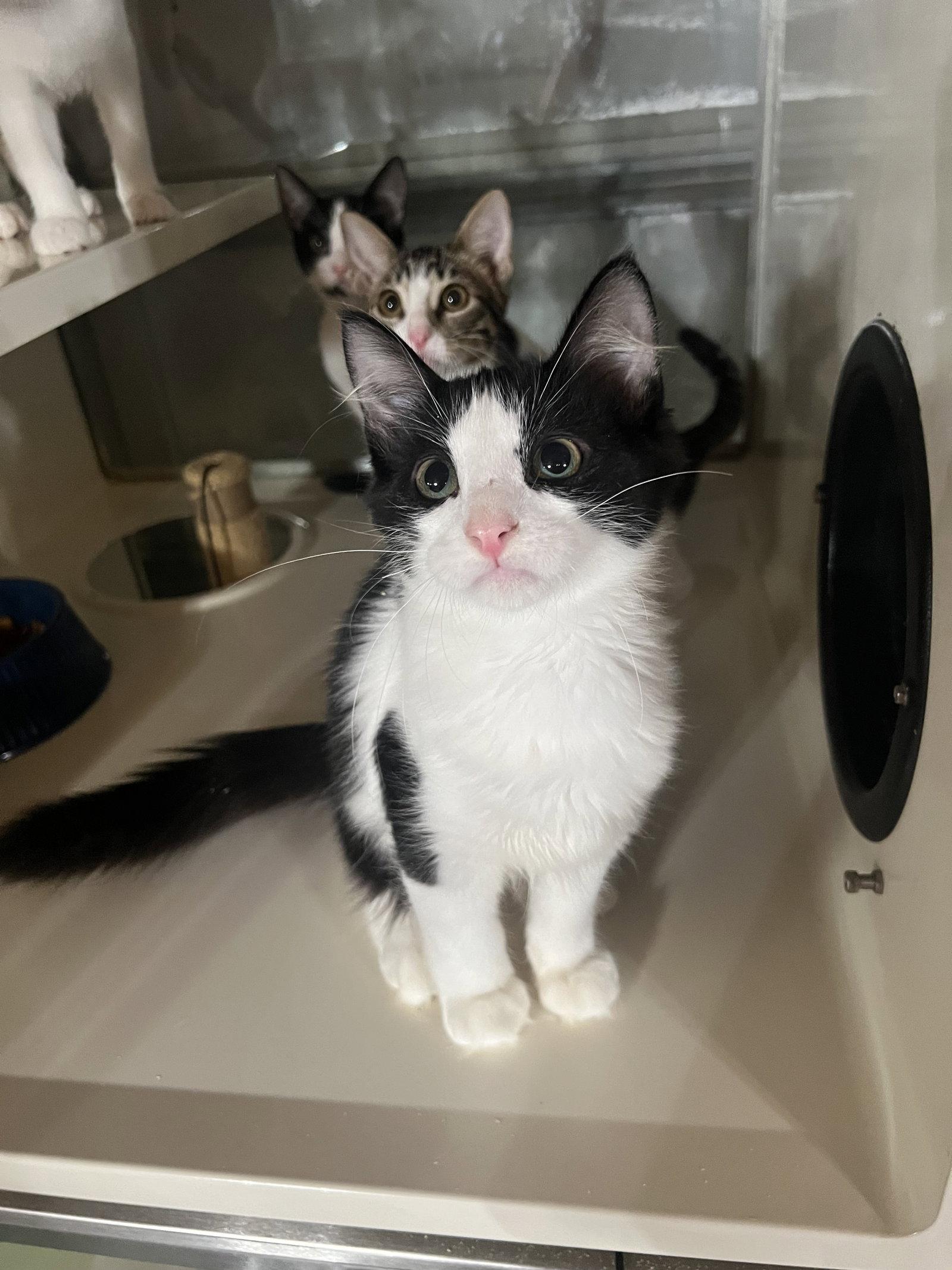 Whiskey, Adoptable, Young Male Domestic Short Hair.