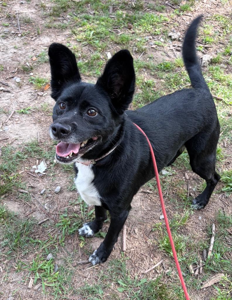 Enlarge Aubrey, a Adoptable mixed breed in Little Rock, AR image 1/2