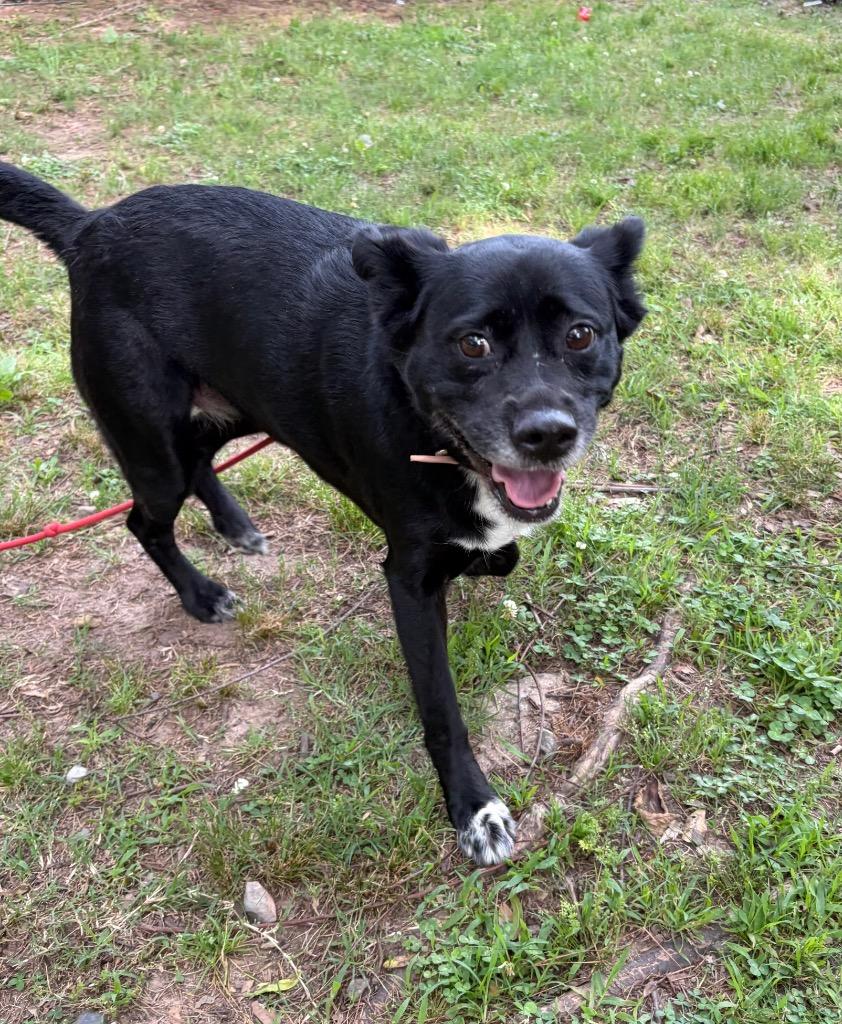 Enlarge Aubrey, a Adoptable mixed breed in Little Rock, AR image 2/2