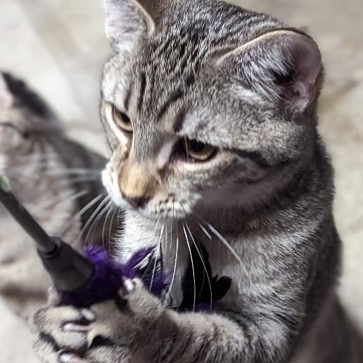 Boragard, a Adoptable Tabby in Fairborn, OH image 1/6