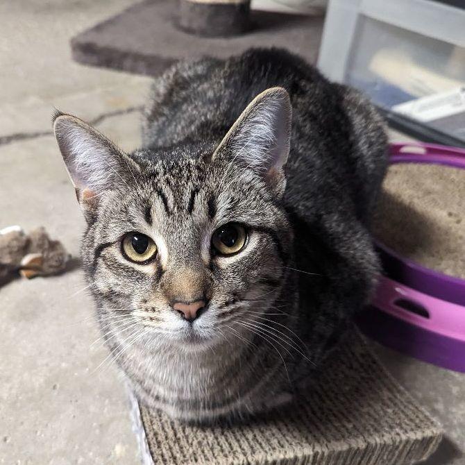 Boragard — thumbnail 3