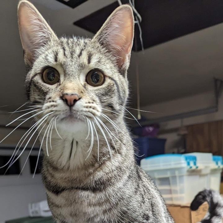 Boragard, a Adoptable Tabby in Fairborn, OH image 3/6