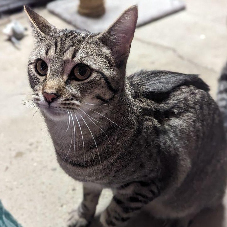 Boragard, a Adoptable Tabby in Fairborn, OH image 5/6