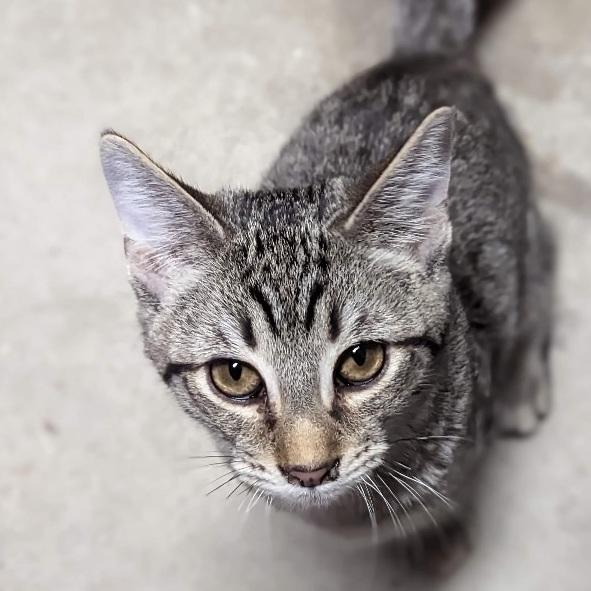 Boragard — thumbnail 6