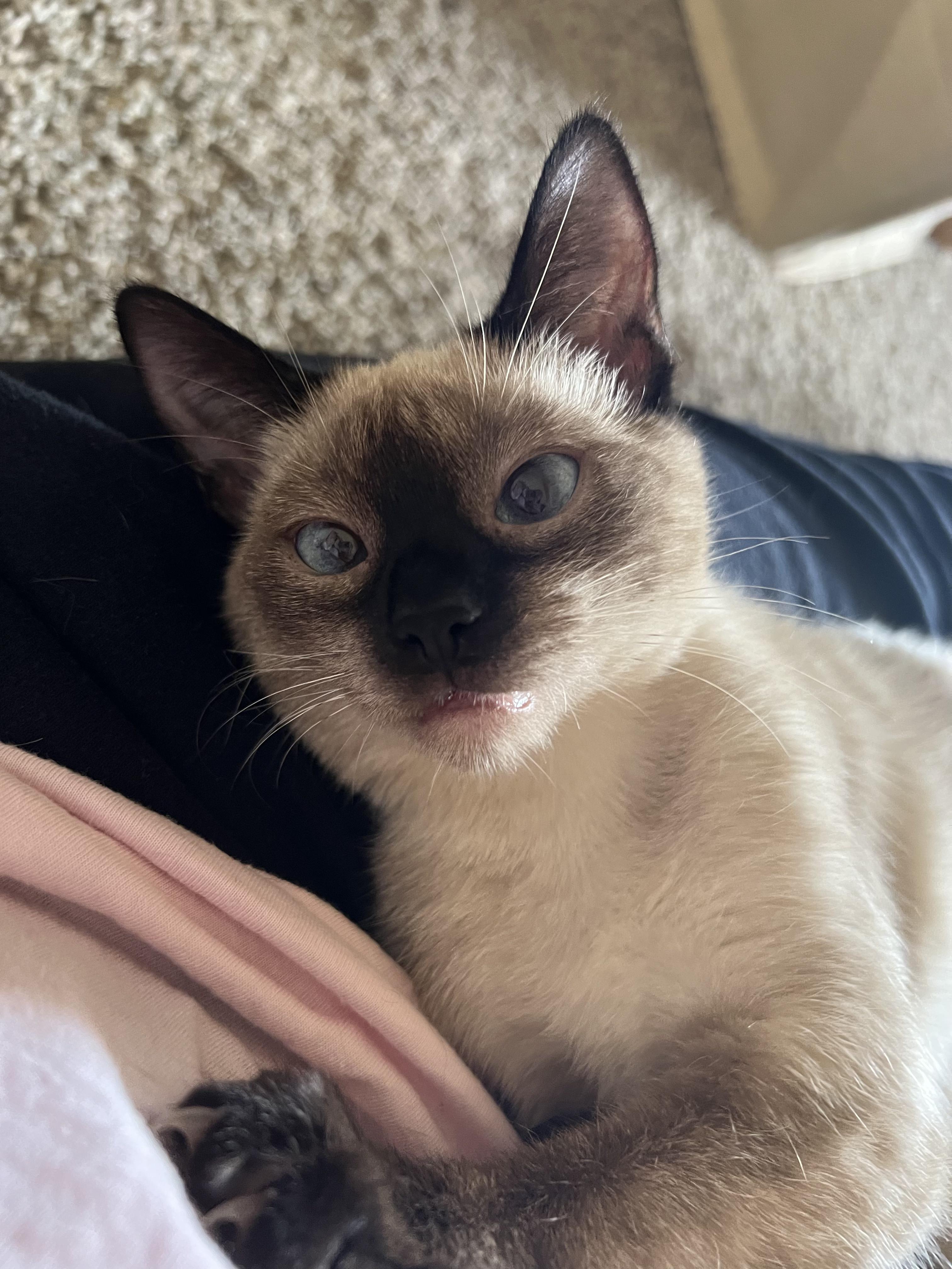 Enlarge Tofu, a Adopted Siamese in Chandler, AZ image 2/3
