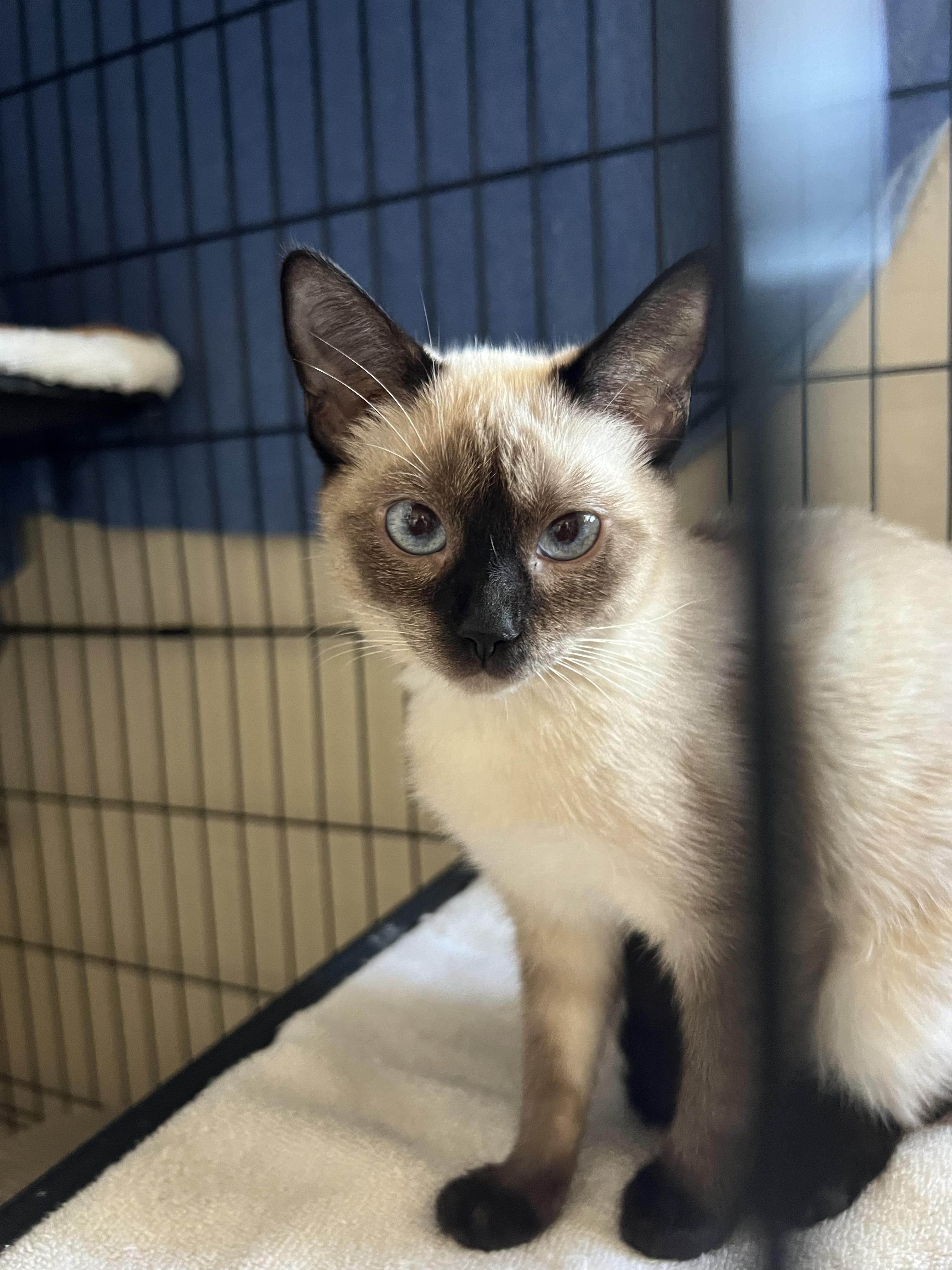 Tofu, Adopted, Kitten Female Siamese.