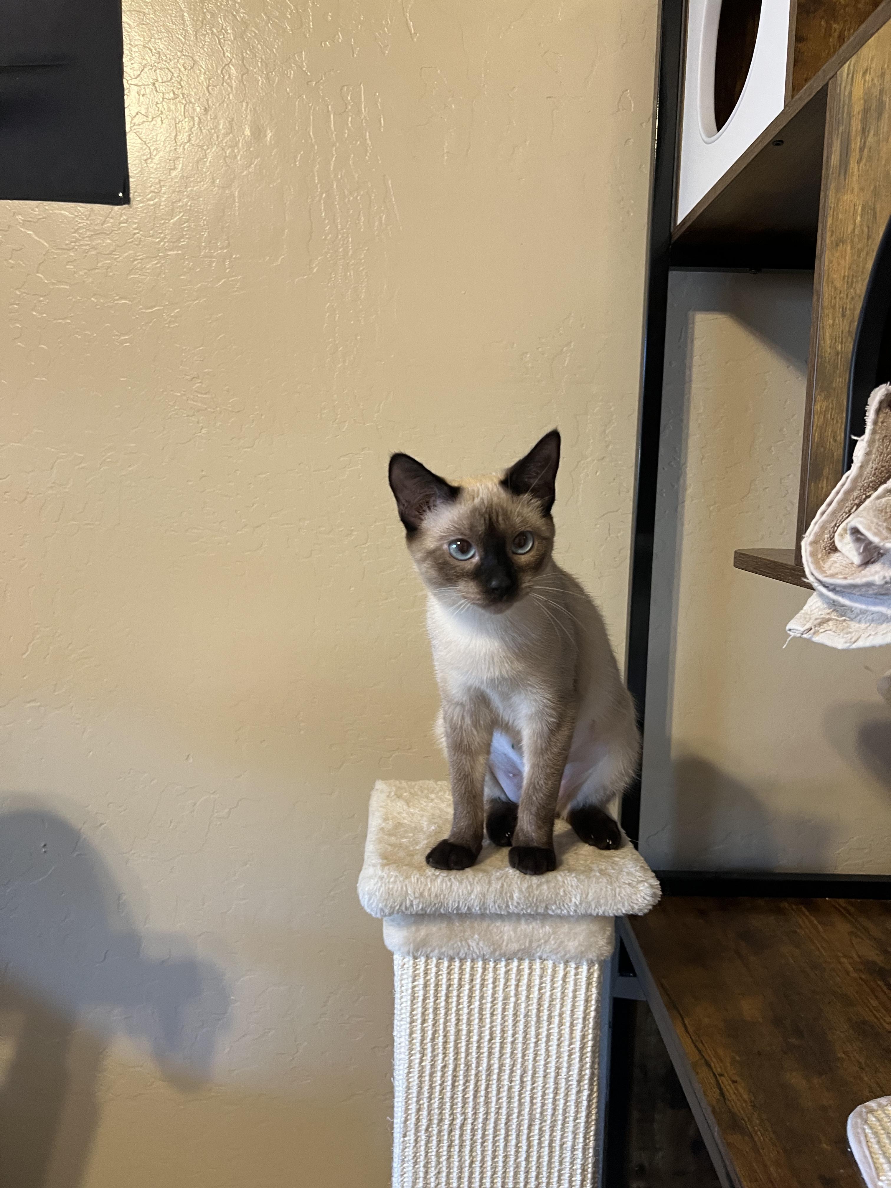 Enlarge Tofu, a Adopted Siamese in Chandler, AZ image 3/3