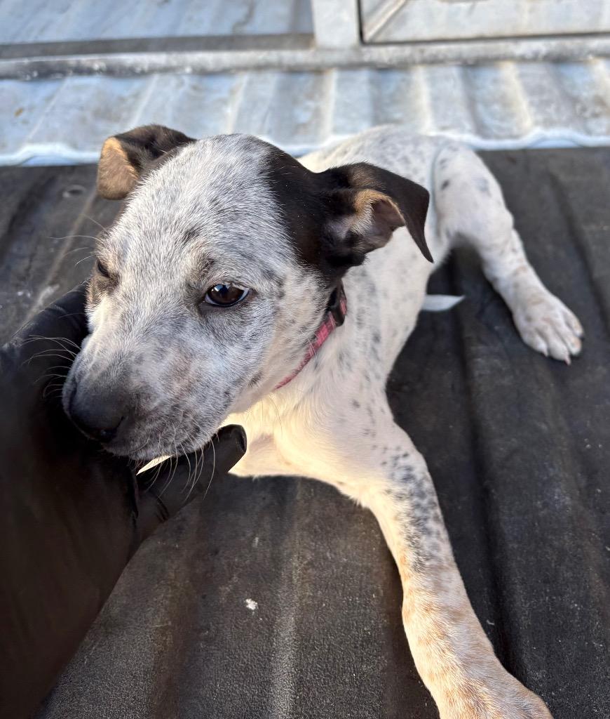 Rooster, Adoptable, Puppy Male Mixed Breed.
