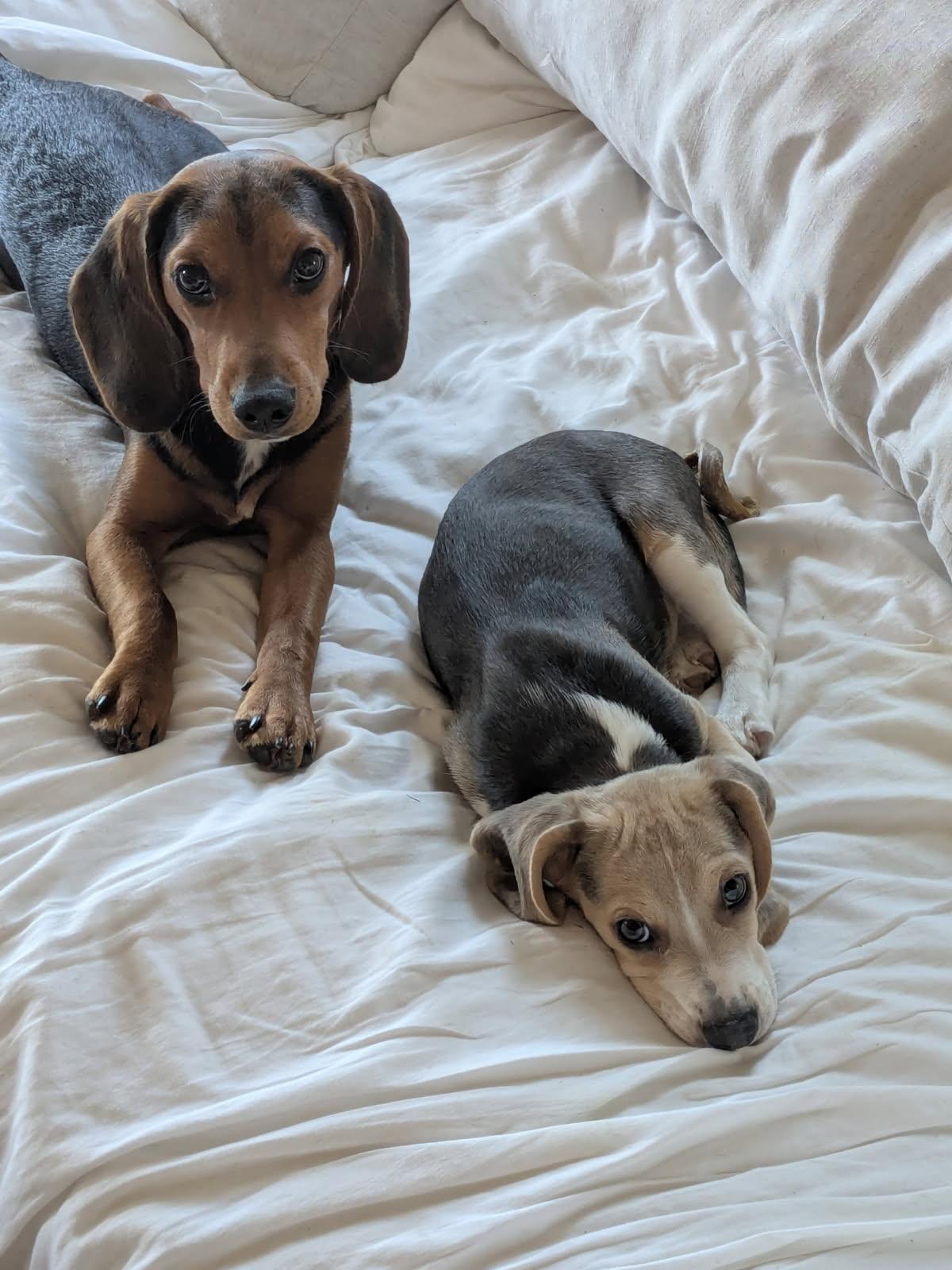 Mac, Adoptable, Puppy Male Beagle.