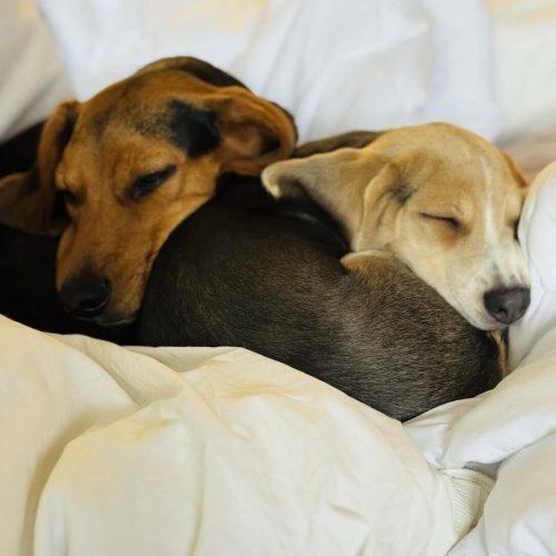 Mac, Adoptable, Puppy Male Beagle.