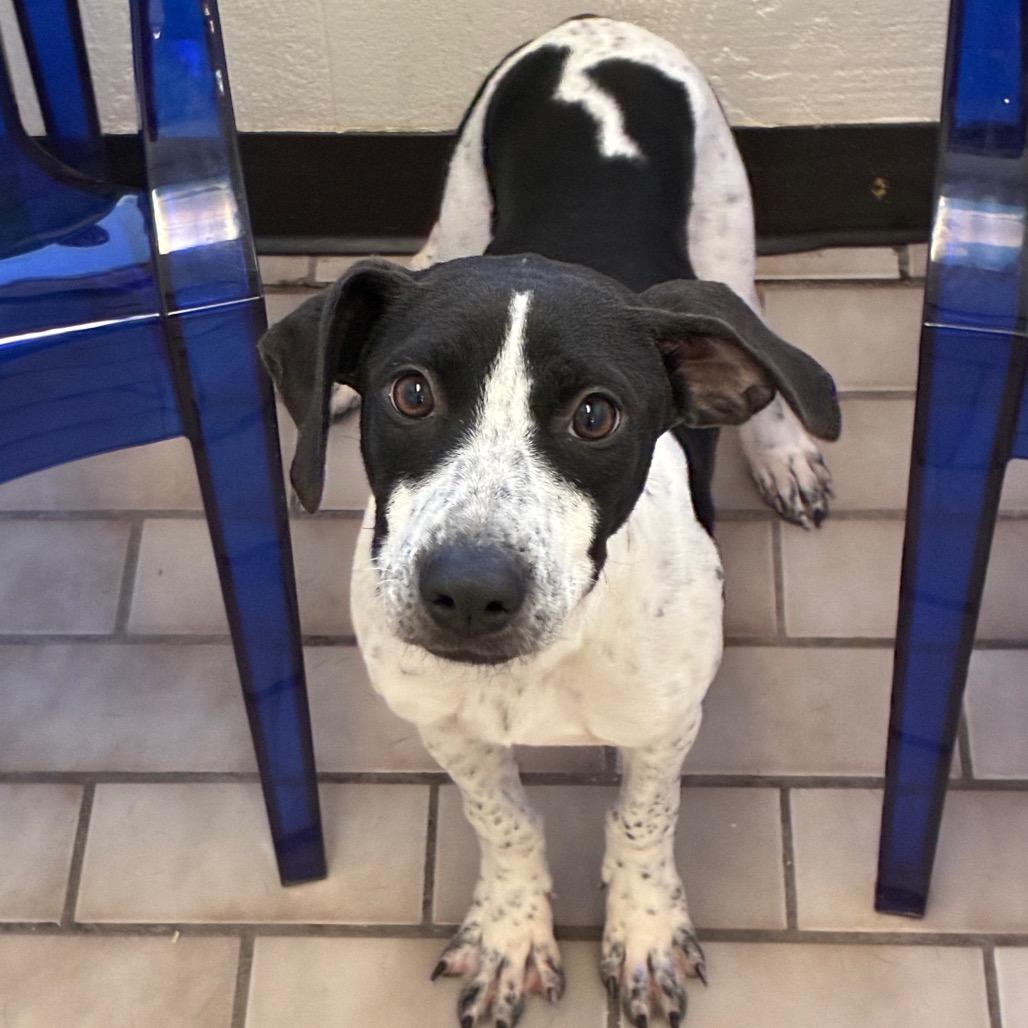 Enlarge Winona, a Adoptable mixed breed in Tulsa, OK image 1/2