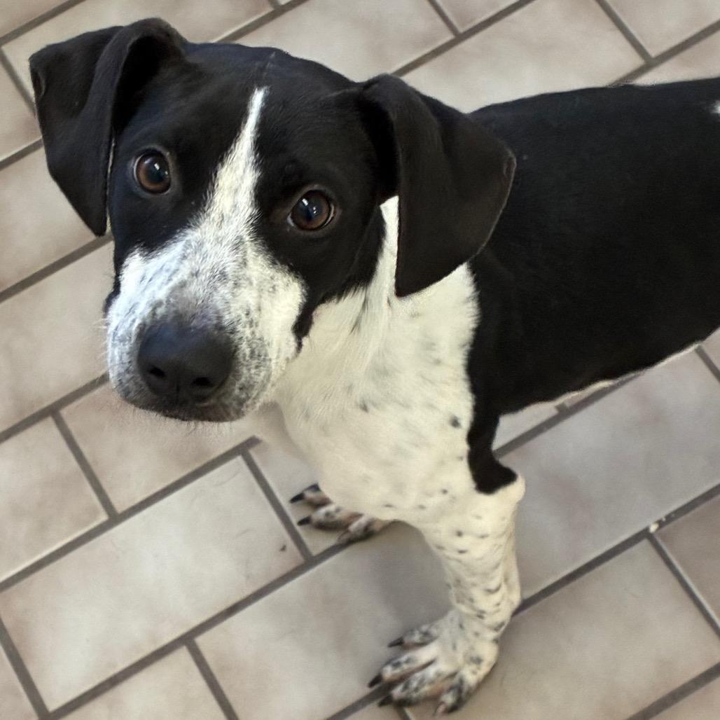 Enlarge Winona, a Adoptable mixed breed in Tulsa, OK image 2/2
