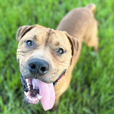 Scooby, Adult Male Mixed Breed