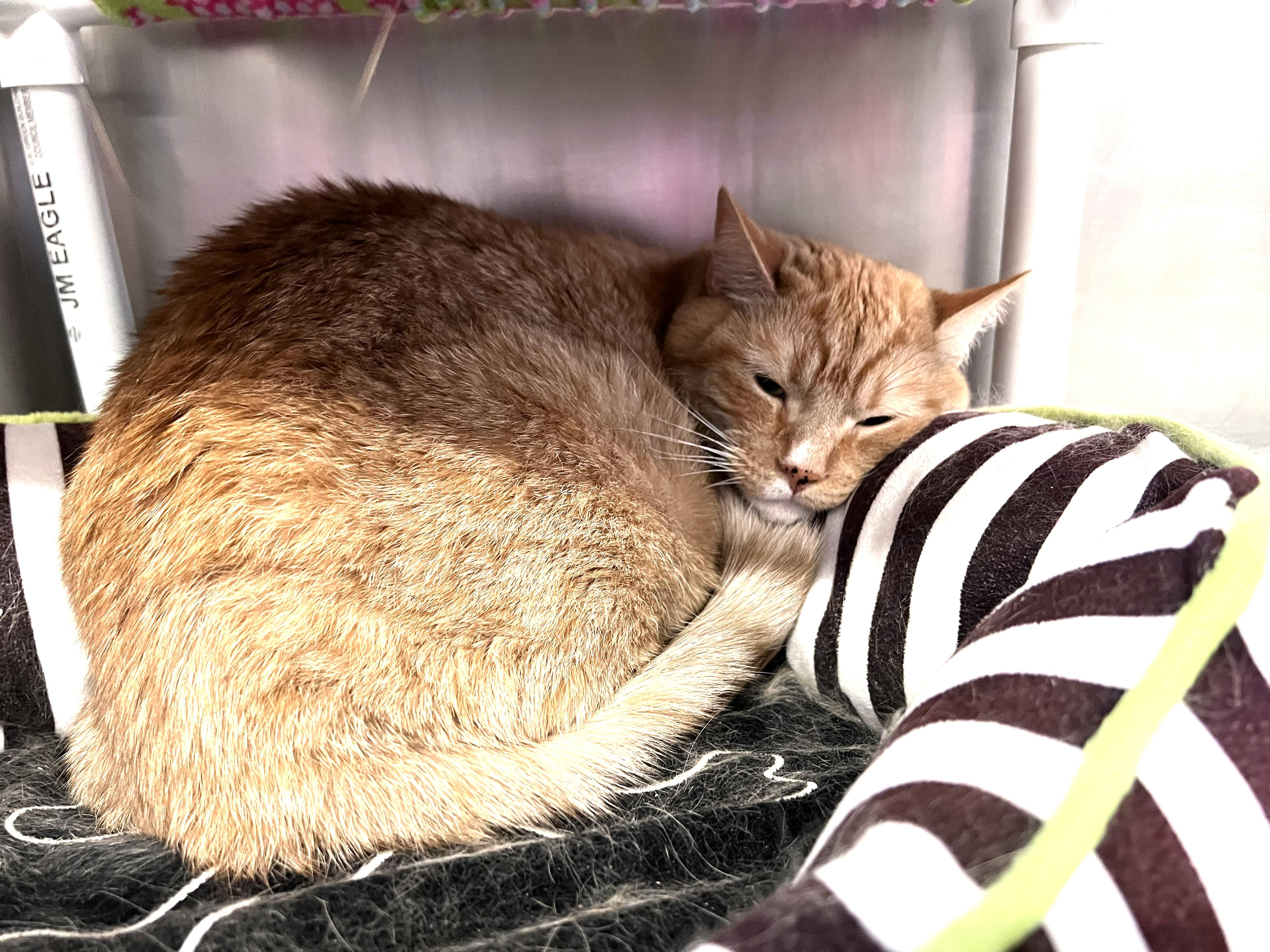 Enlarge Pikachu -- Courtesy Post, a Adoptable mixed breed in Frederick, MD image 4/5
