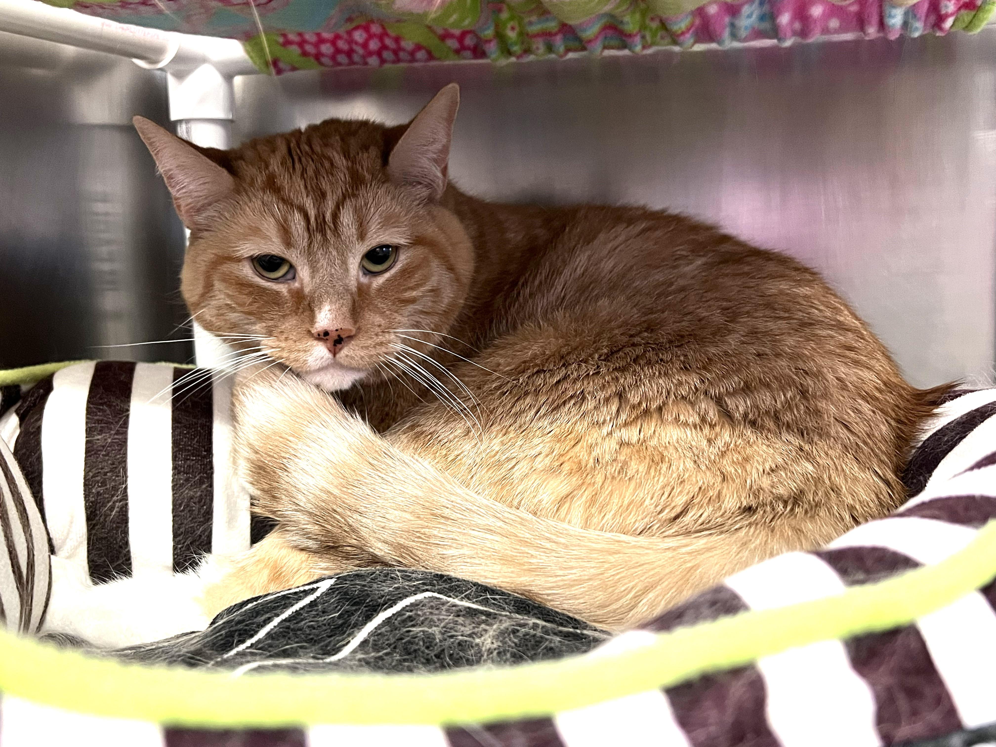 Enlarge Pikachu -- Courtesy Post, a Adoptable mixed breed in Frederick, MD image 5/5