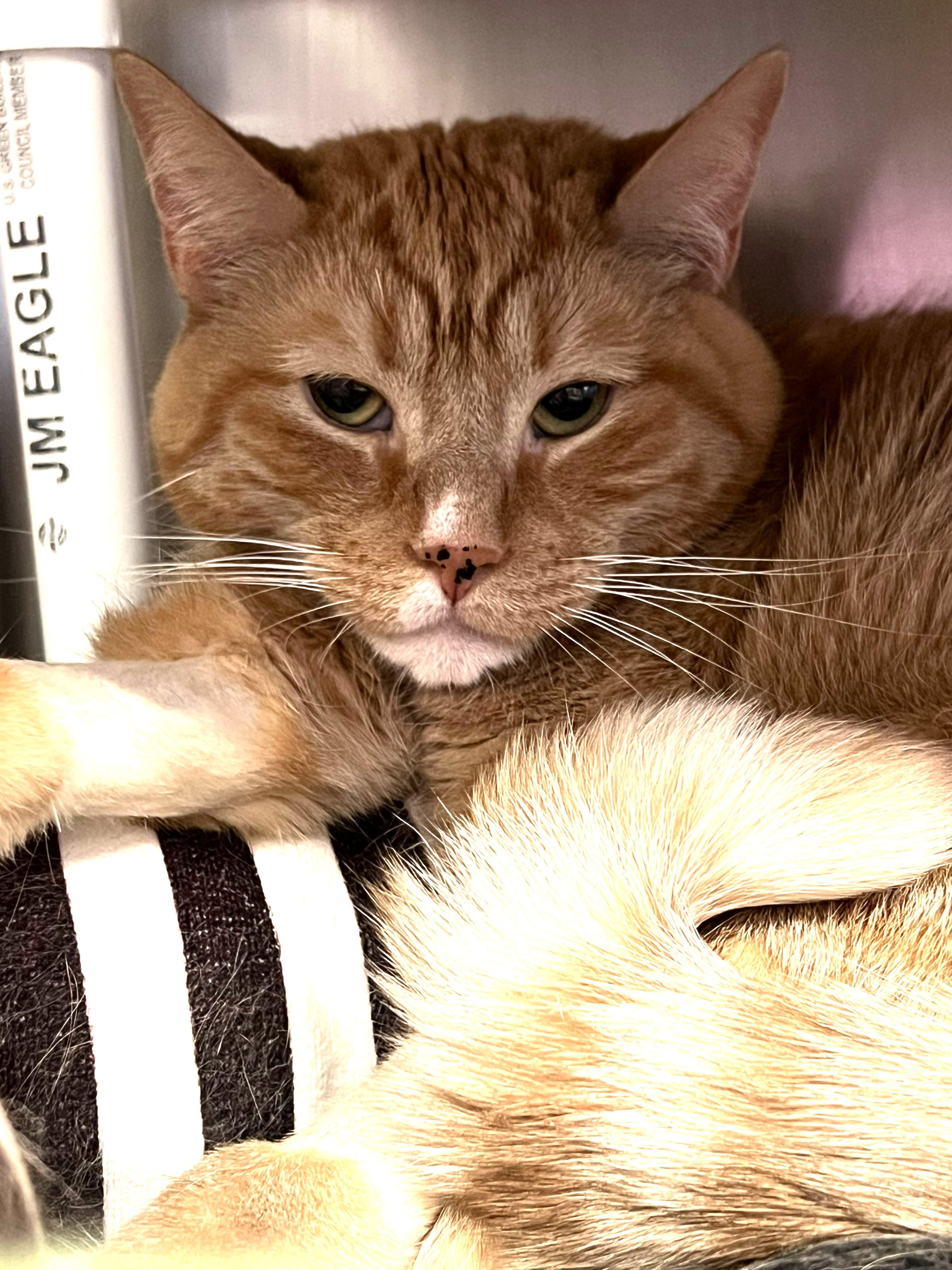 Enlarge Pikachu -- Courtesy Post, a Adoptable mixed breed in Frederick, MD image 1/5