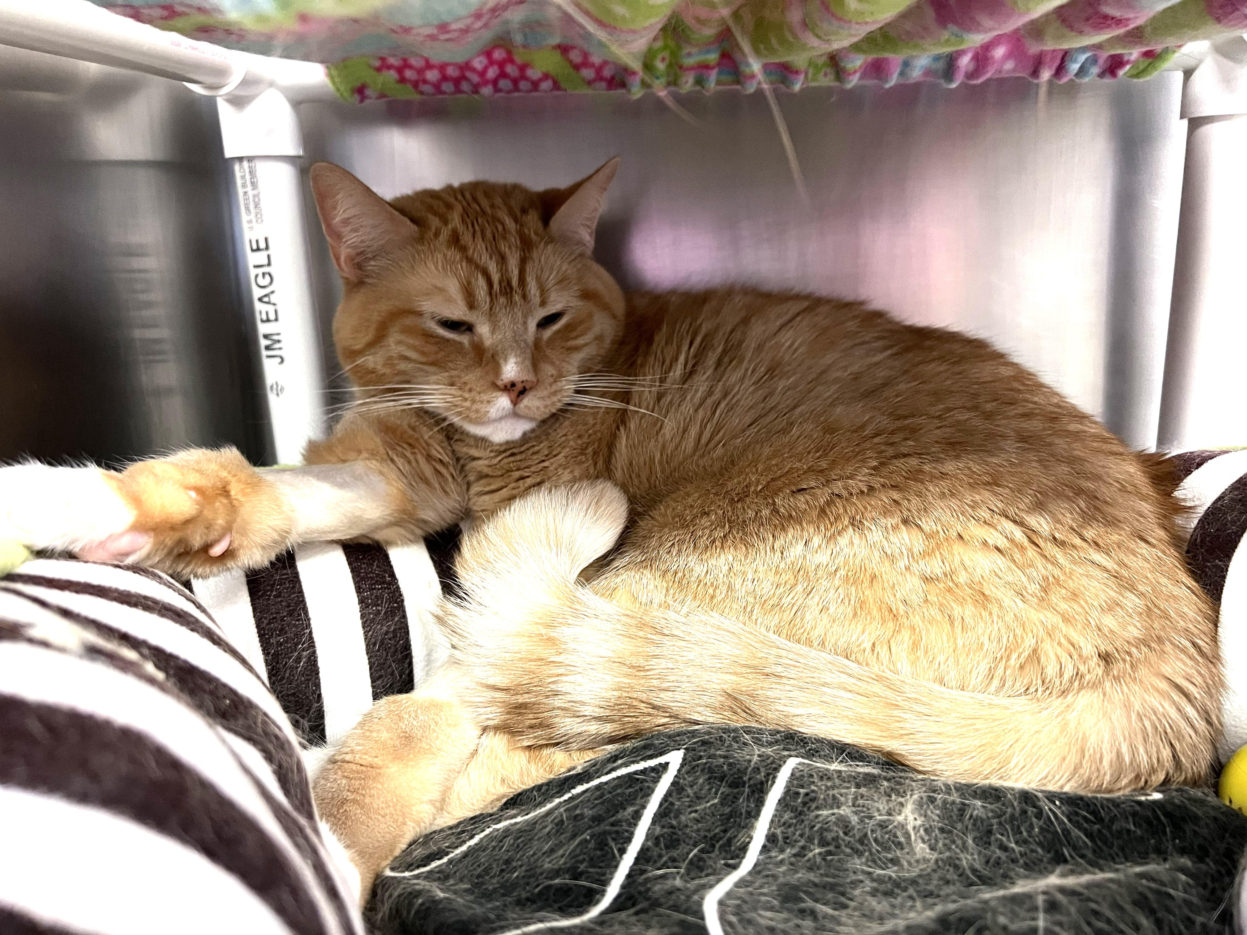 Enlarge Pikachu -- Courtesy Post, a Adoptable mixed breed in Frederick, MD image 3/5