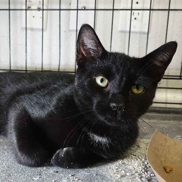 Enlarge Omen, an adoptable Domestic Short Hair in Pembroke Pines, FL image 1/5